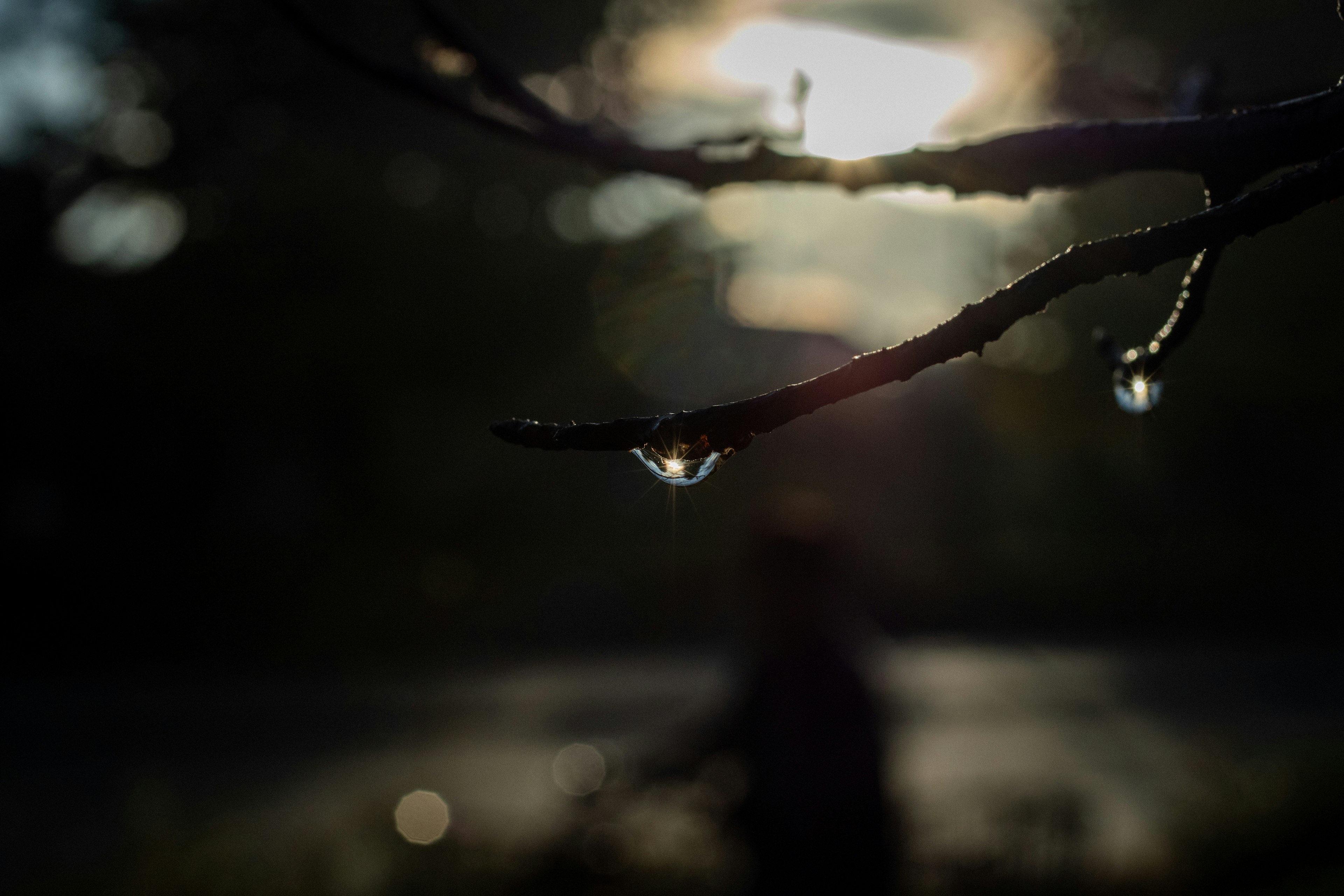 A close-up of a water droplet on a branch with sunlight in the background