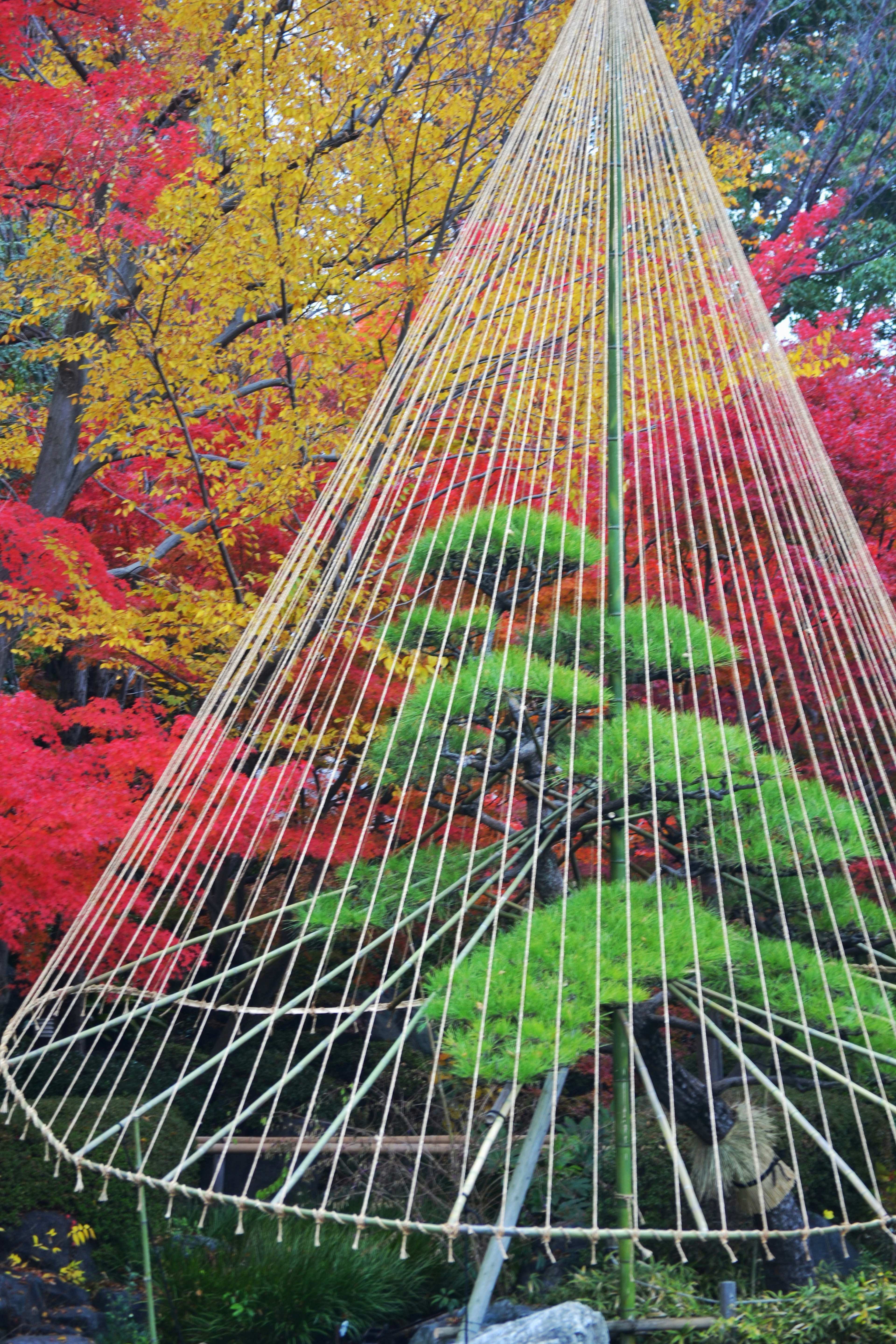 Árbol de pino rodeado de soporte de bambú con un vibrante follaje de otoño de fondo