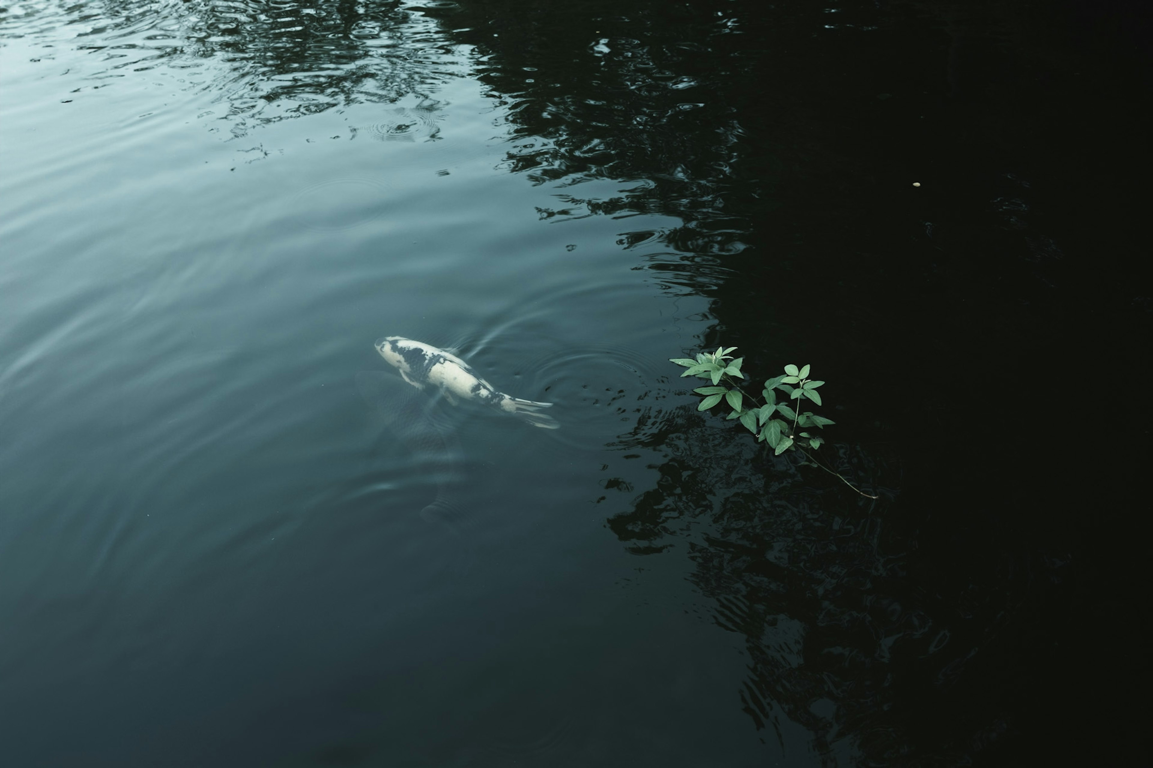 A serene water scene with a white fish floating on the surface and green leaves nearby