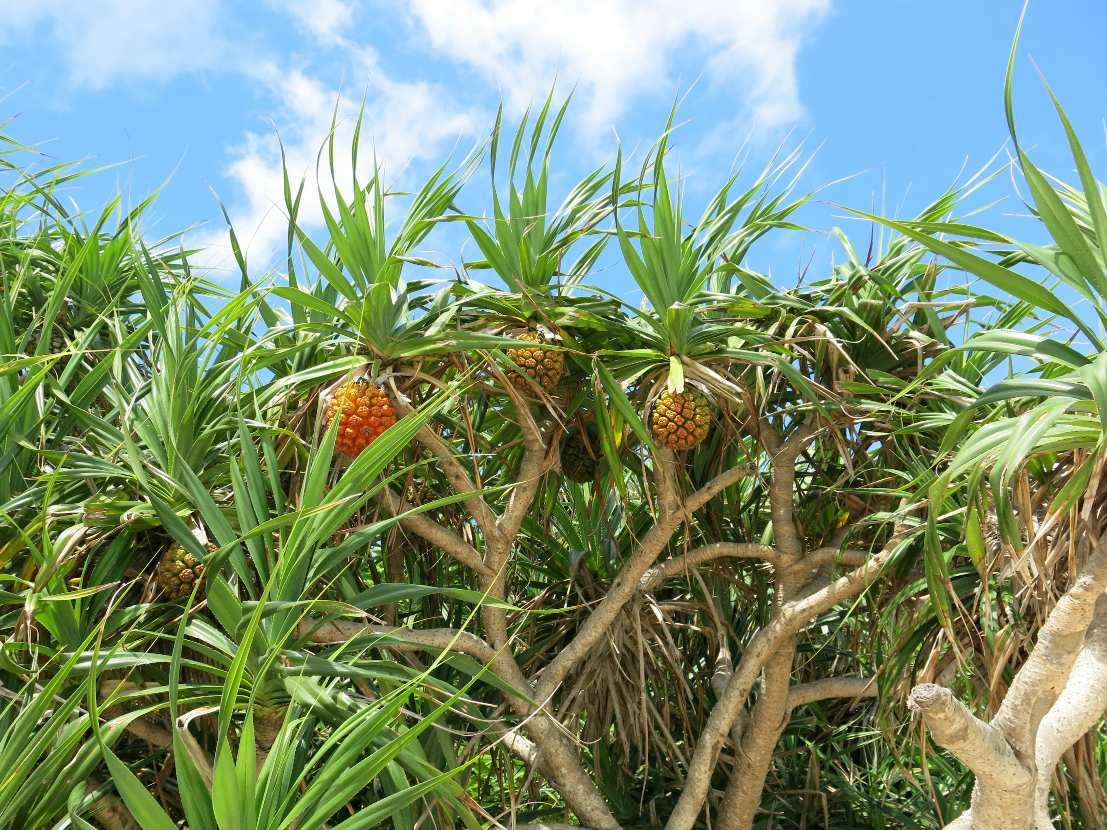 Ananas che cresce tra foglie verdi lussureggianti sotto un cielo blu