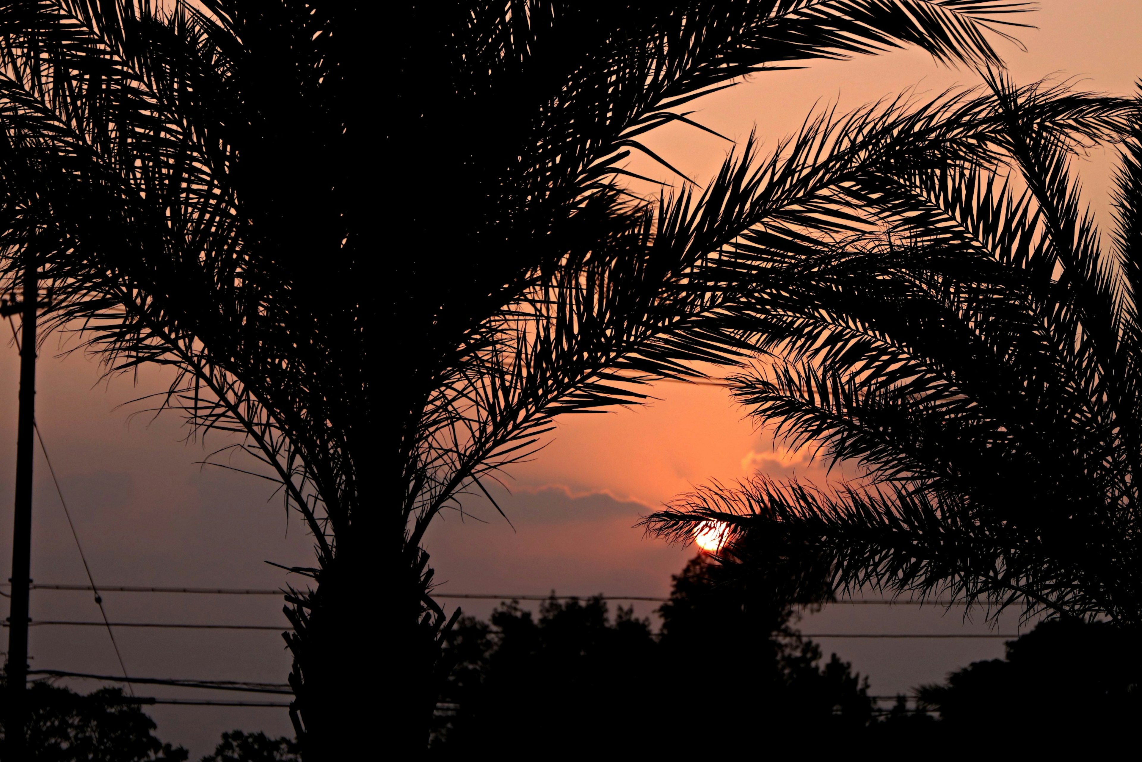 Silhouette of palm trees against a sunset