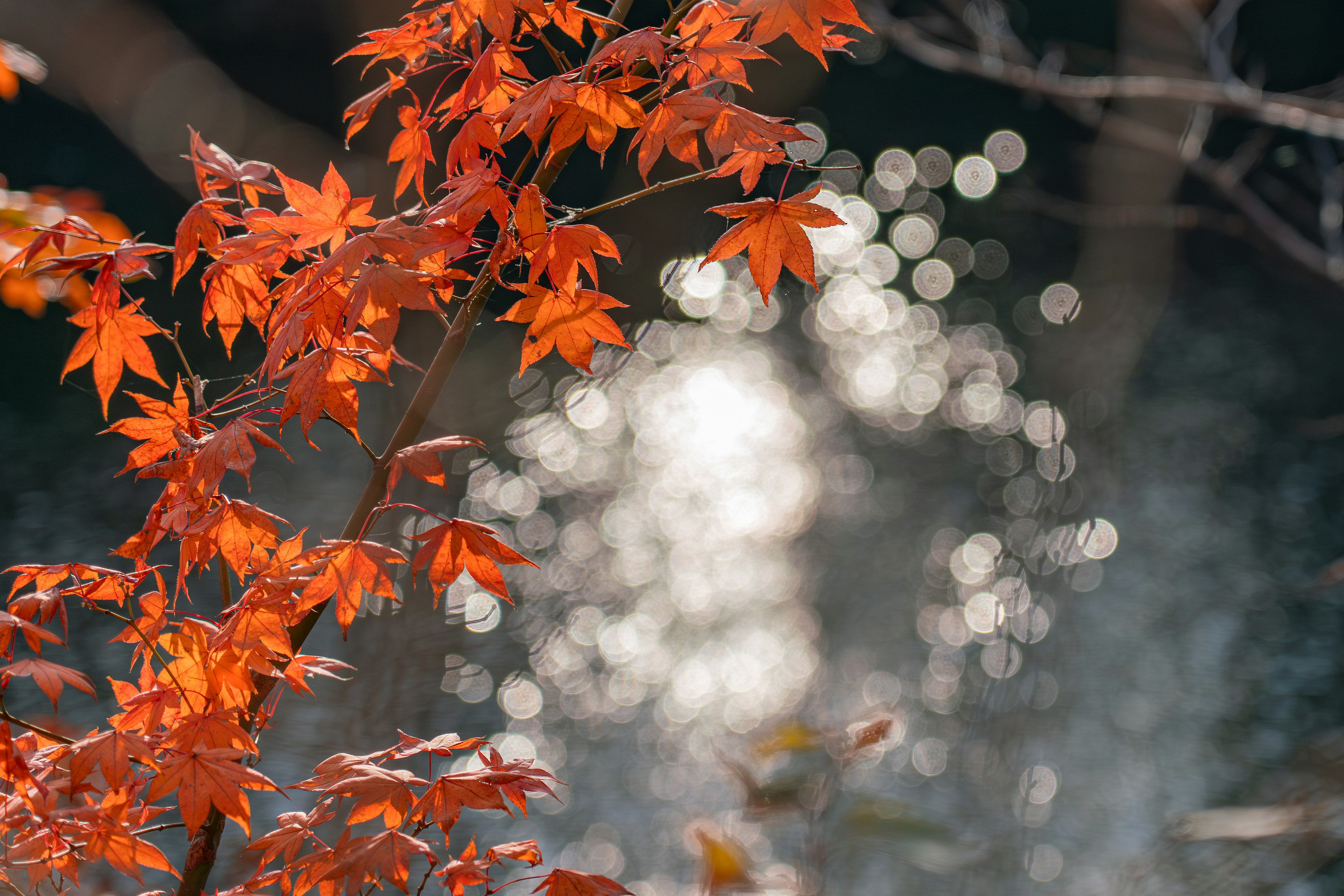 紅葉したもみじの葉と水面のぼかしが美しい風景