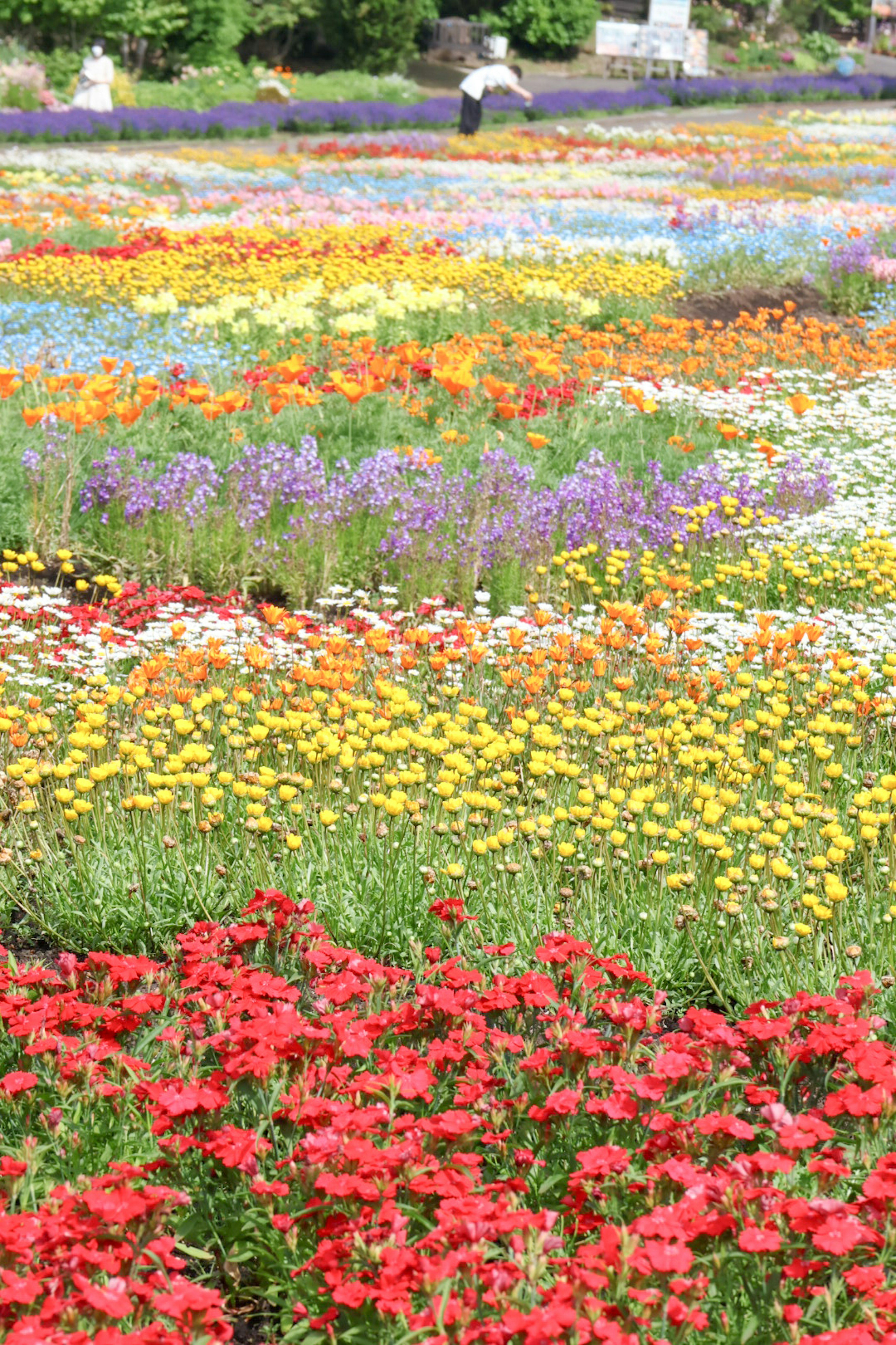 色とりどりの花が広がる風景 赤い花が手前にあり 黄色や紫の花が背景に広がっている