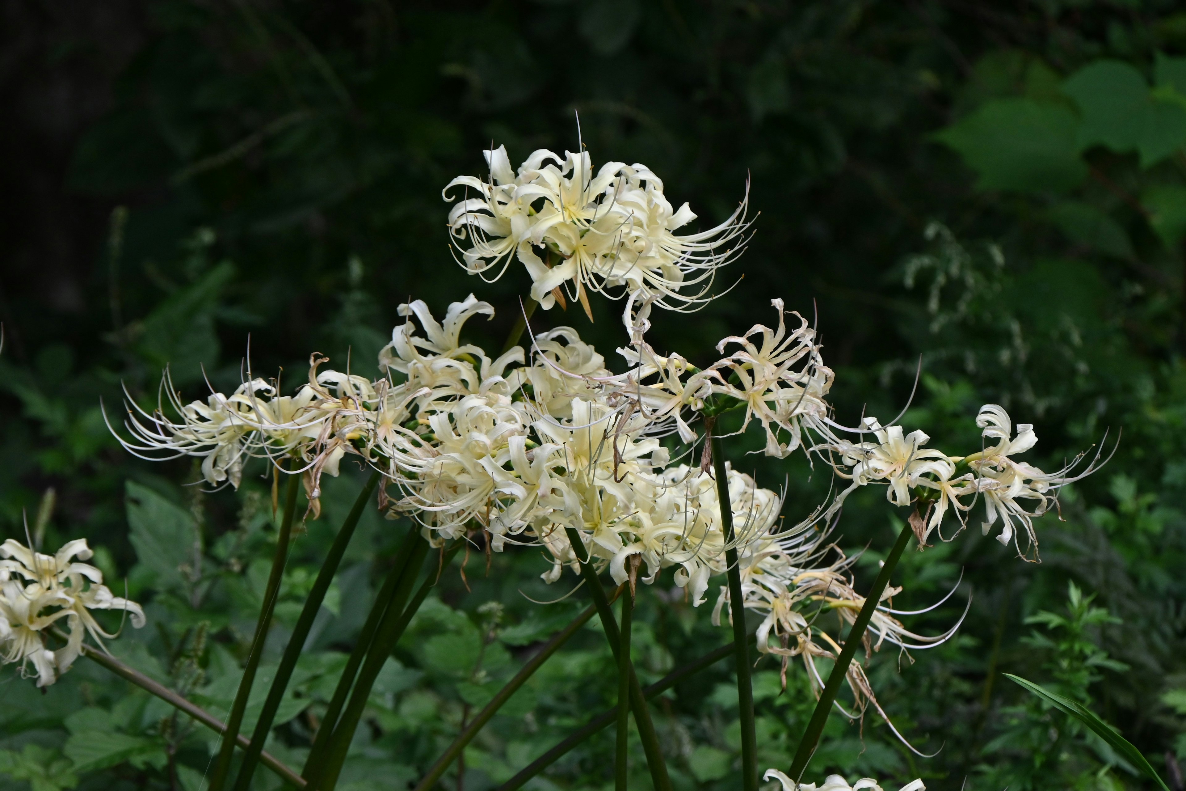 Gruppo di fiori bianchi con petali delicati su uno sfondo verde