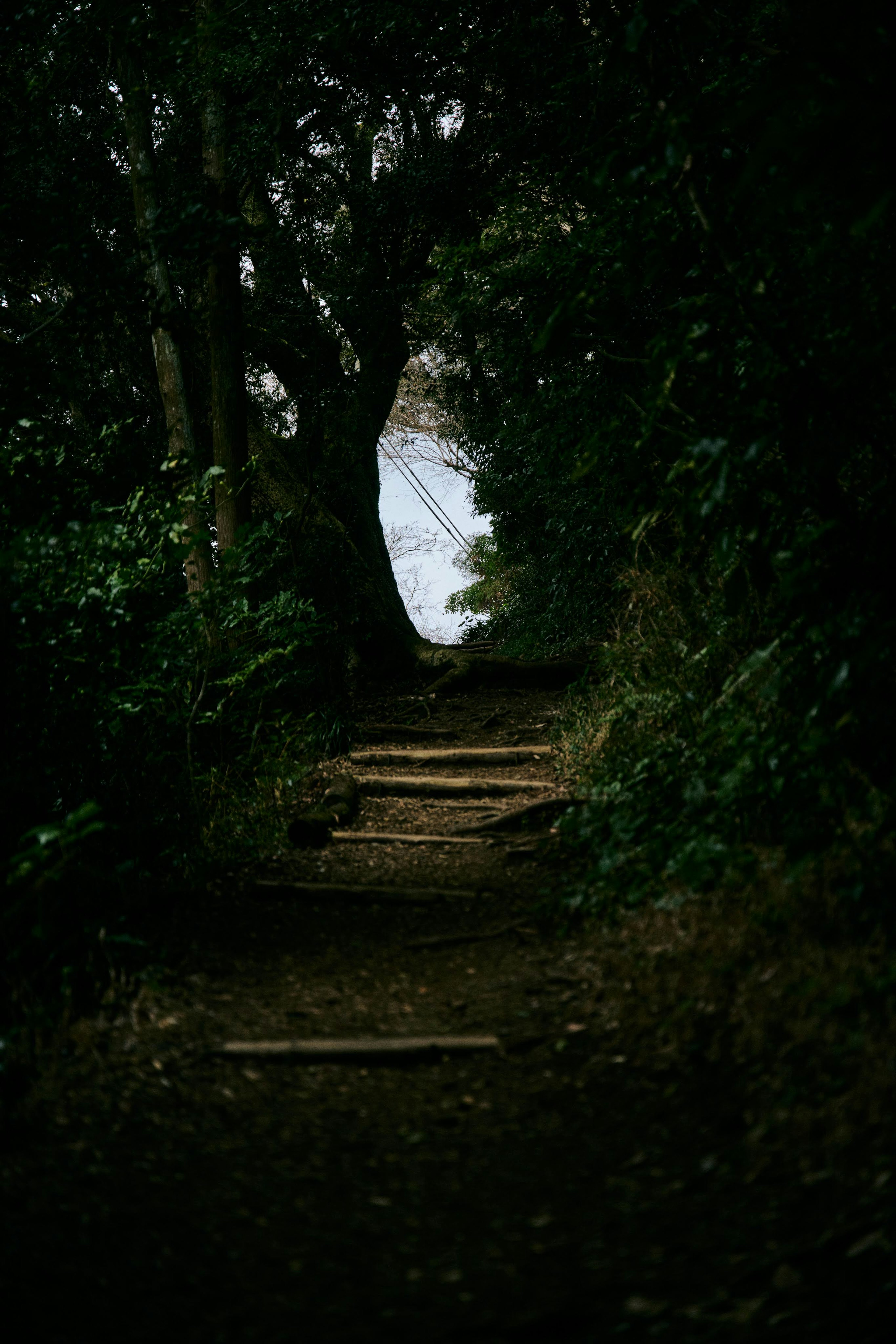 Un sendero oscuro en el bosque con luz visible a través de los árboles