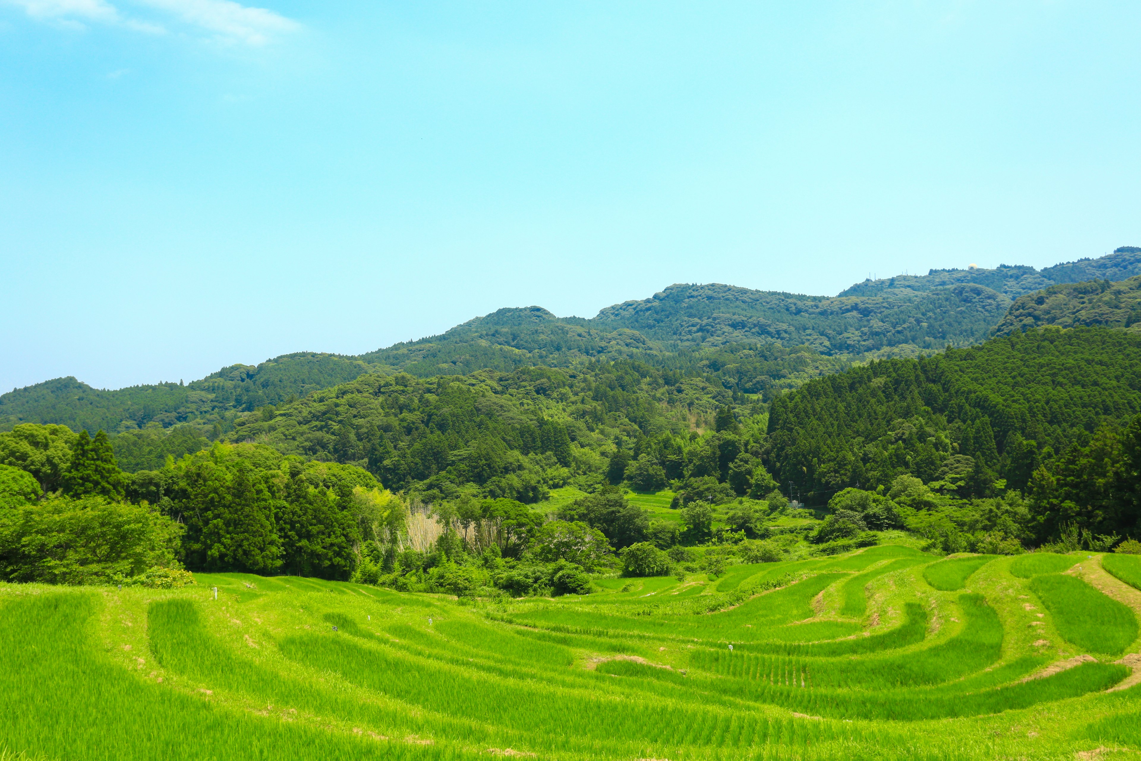 Lush green terraced rice fields under a bright blue sky