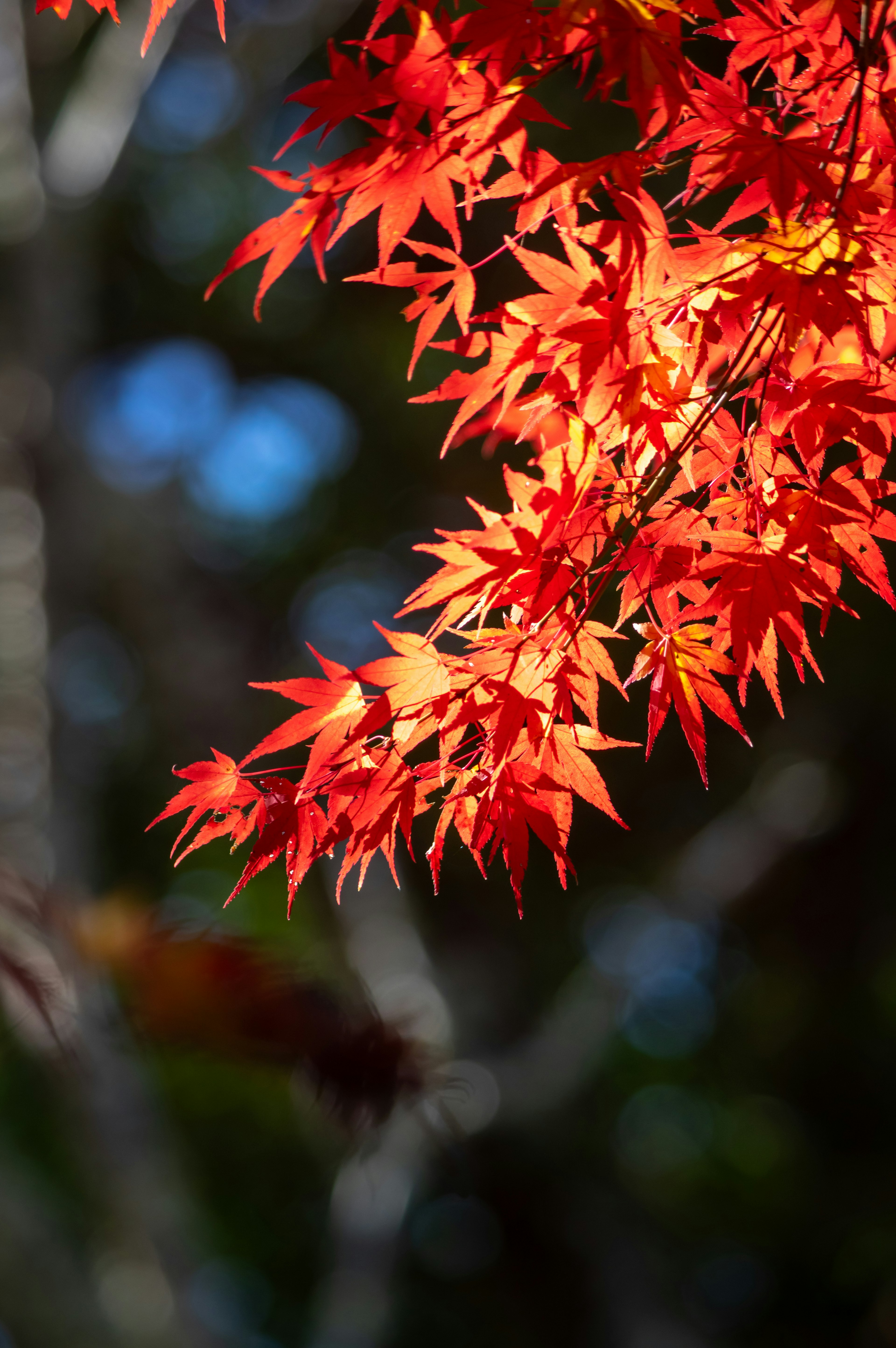 Daun maple merah cerah di latar belakang hijau kabur