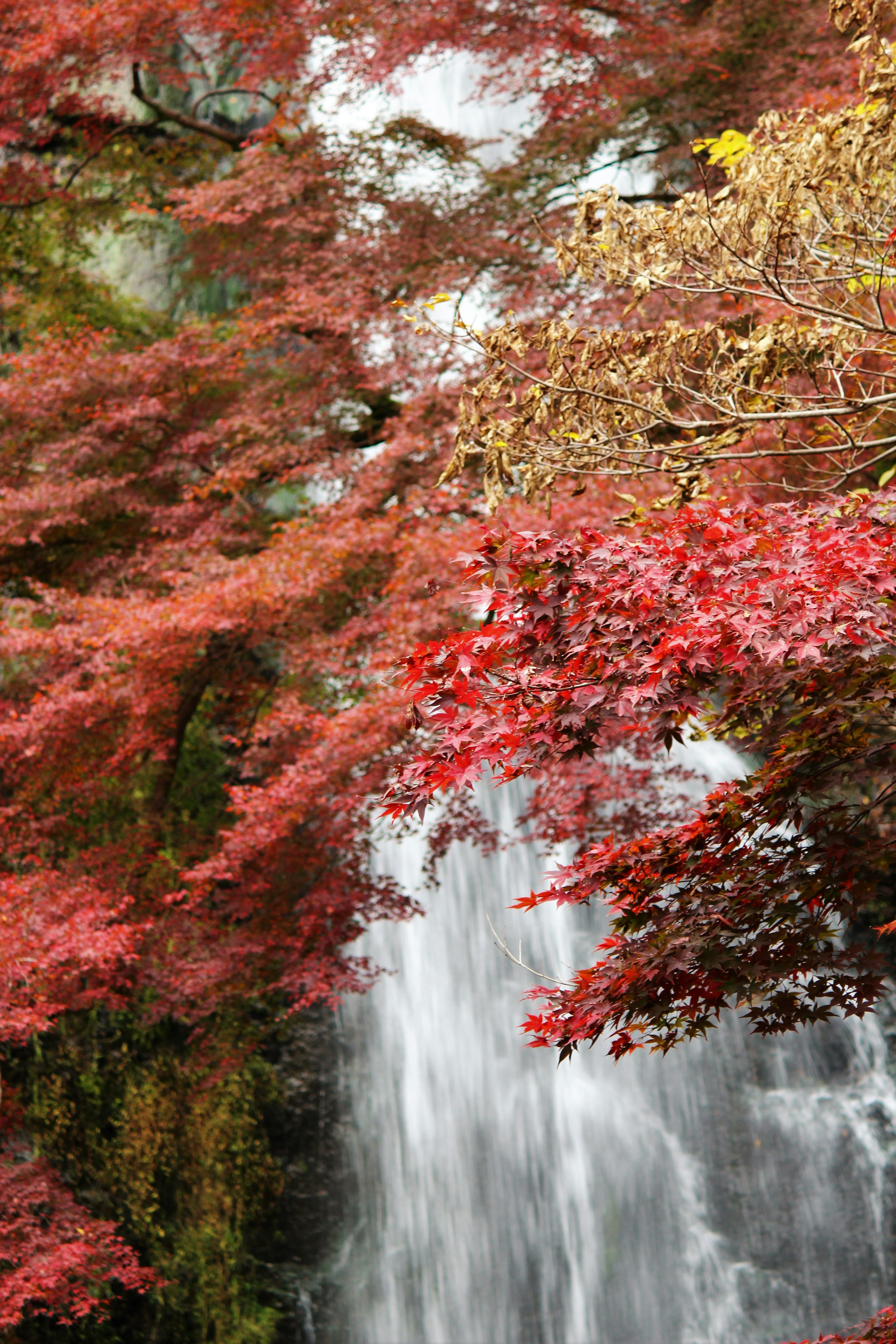 Pemandangan indah dengan pohon maple merah mengelilingi air terjun