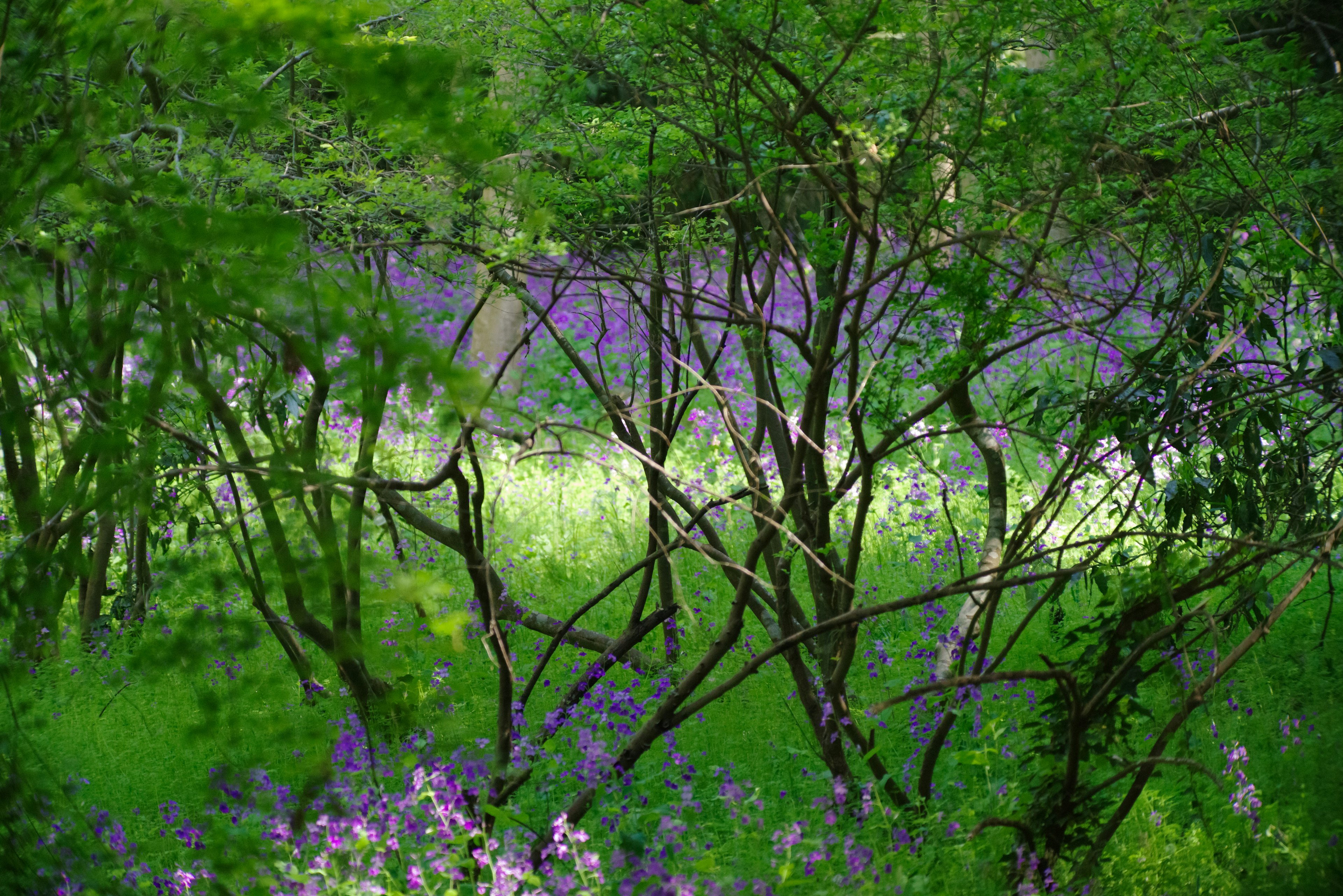 Paisaje verde exuberante con flores moradas floreciendo entre los árboles