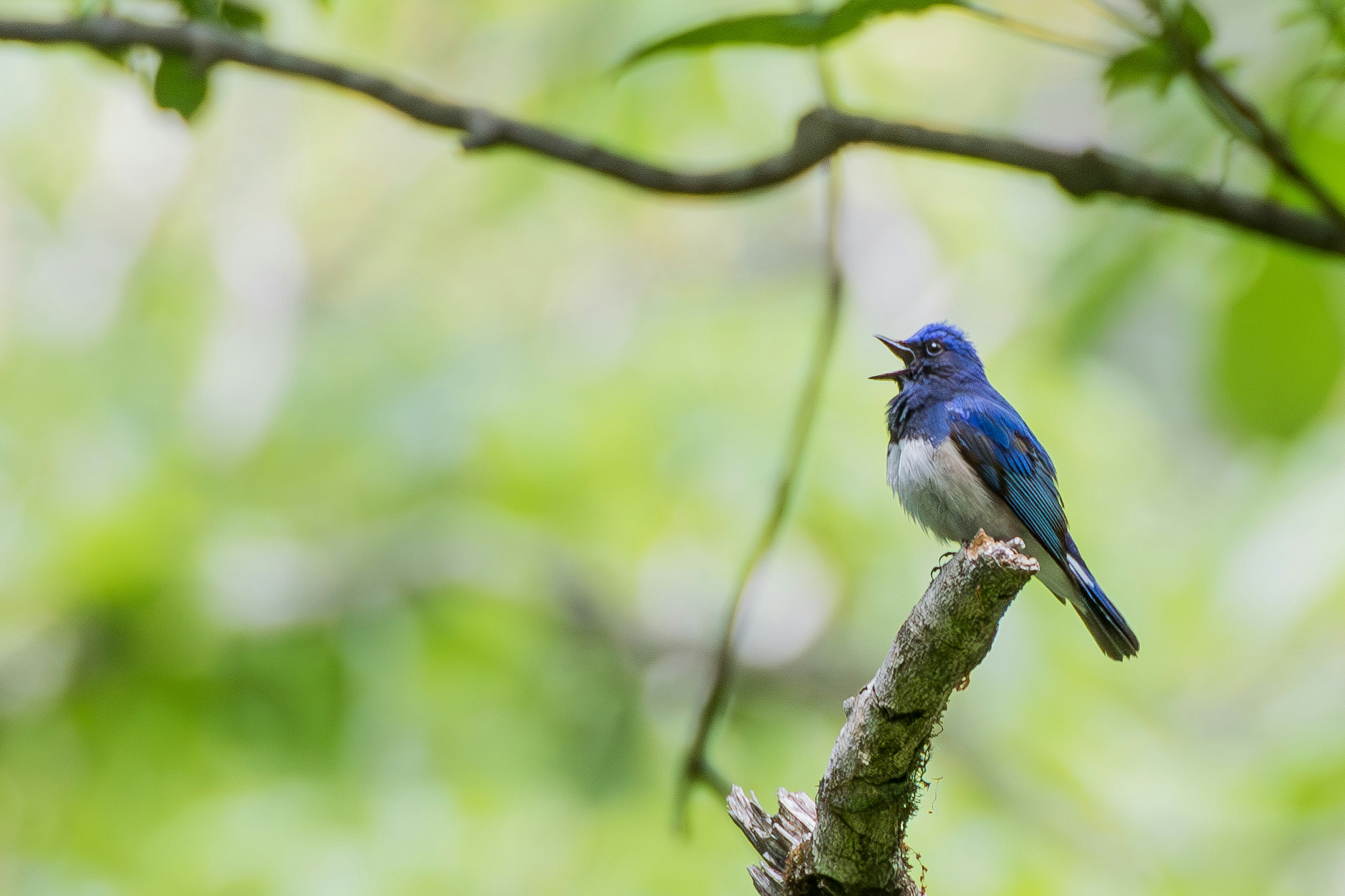 Un oiseau bleu perché sur une branche chantant avec un fond naturel vert flou