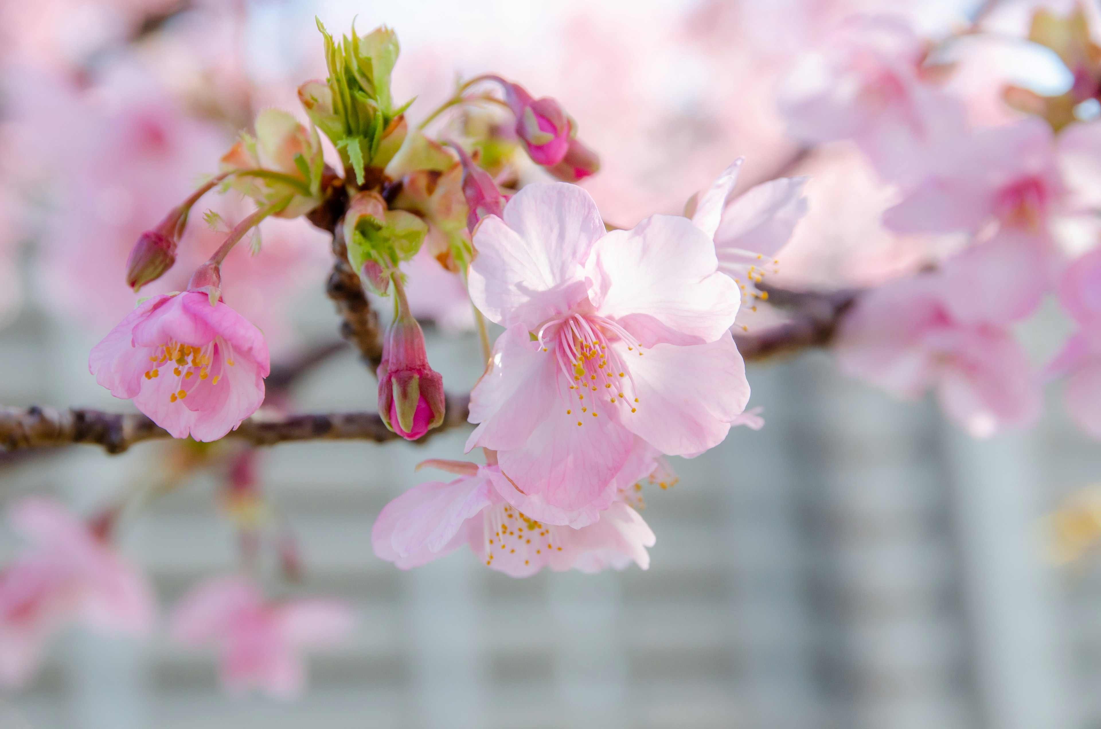 桜の花が咲いている枝のクローズアップ