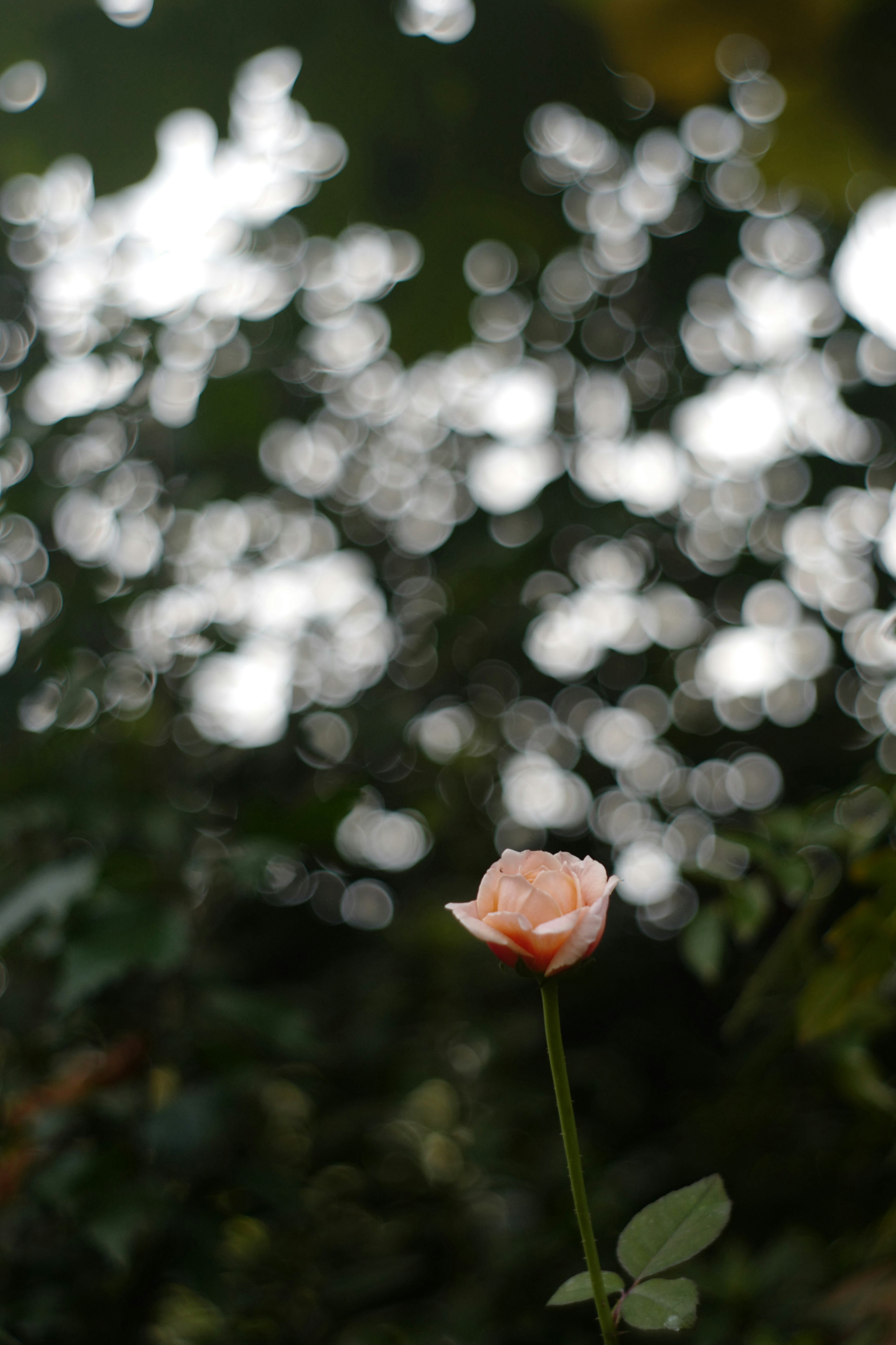 Eine rosa Rose, die sich vor einem verschwommenen grünen Hintergrund abhebt