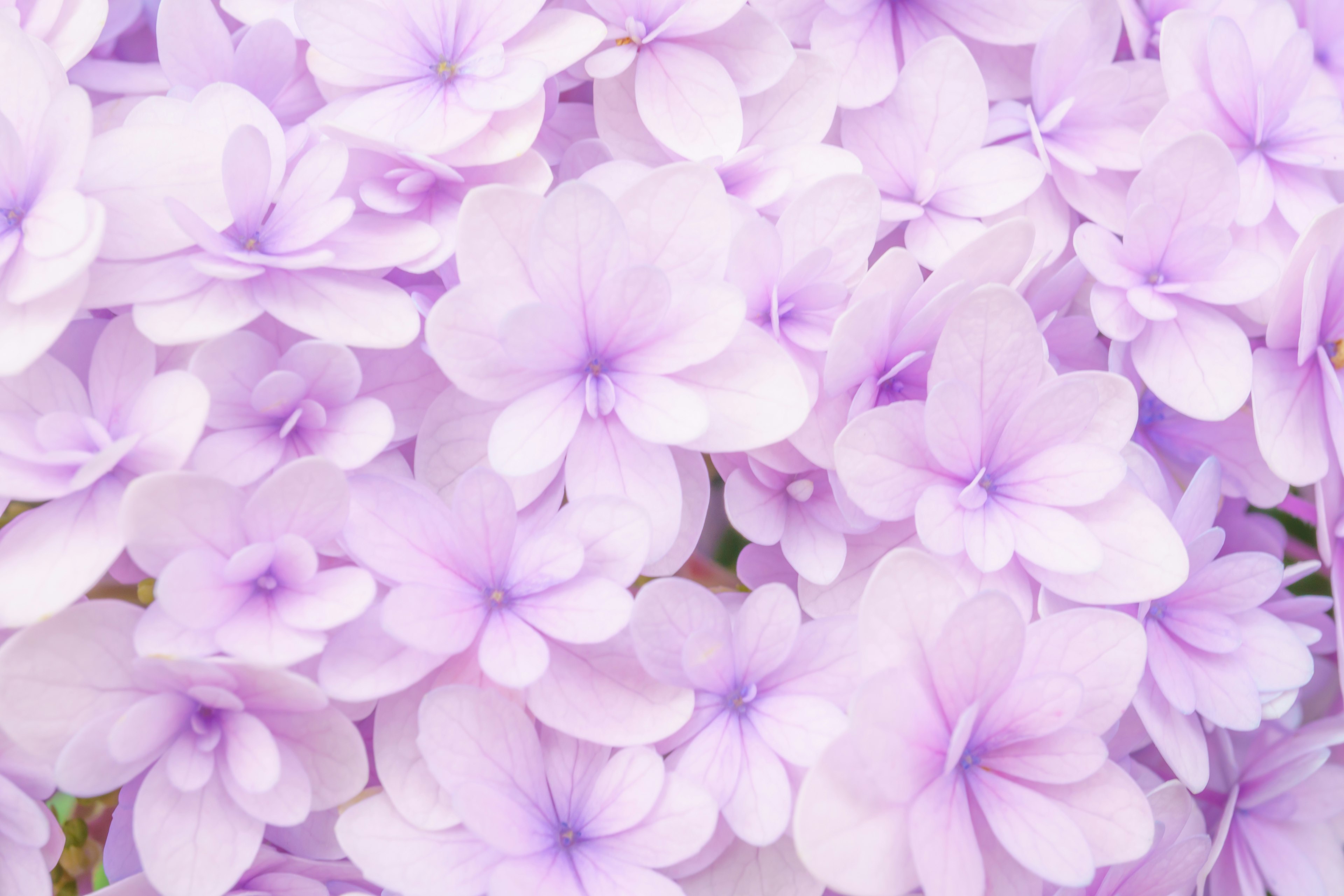 Una hermosa imagen de flores moradas claras agrupadas en suave enfoque