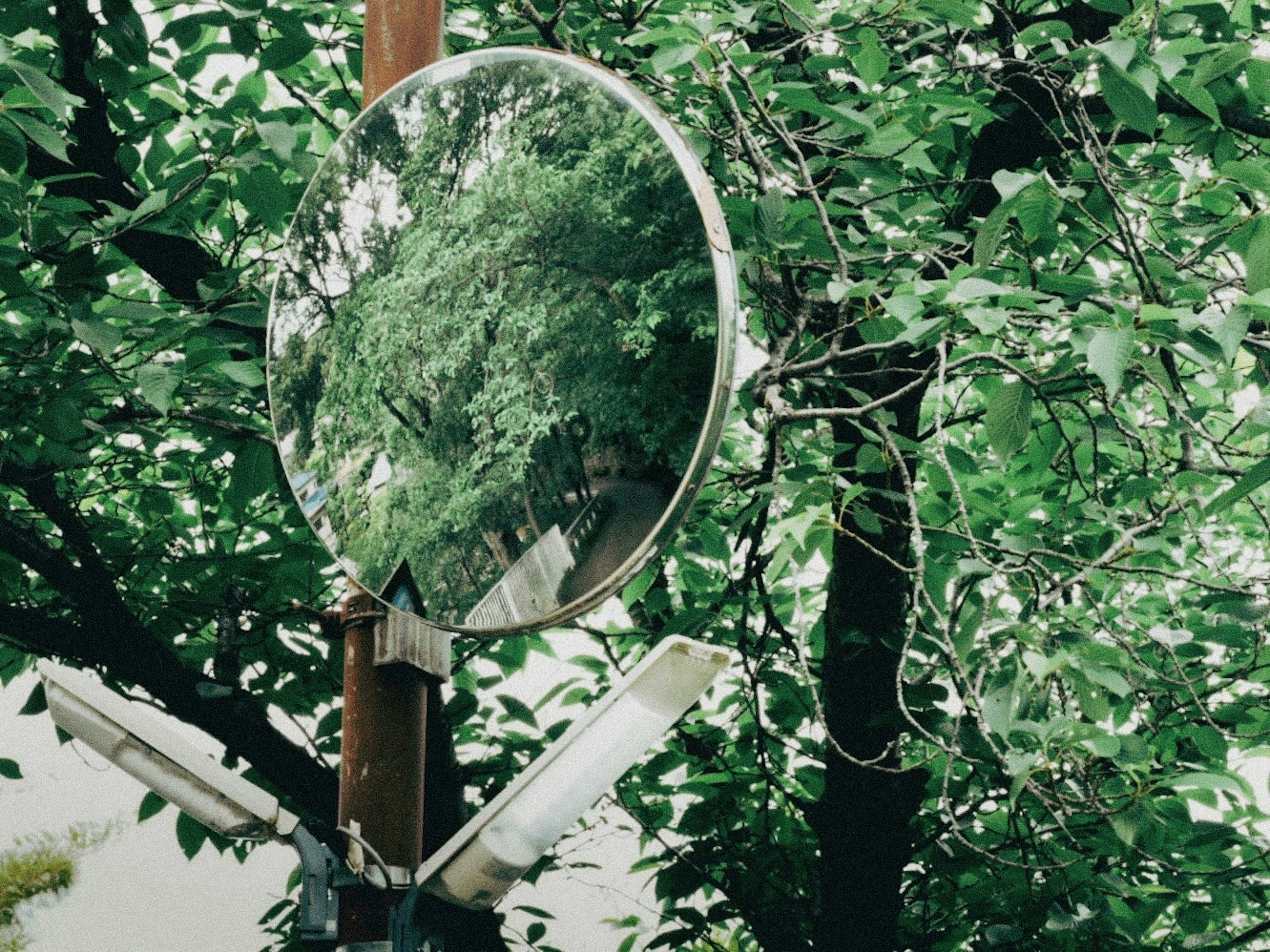 A convex mirror surrounded by green leaves reflecting the environment