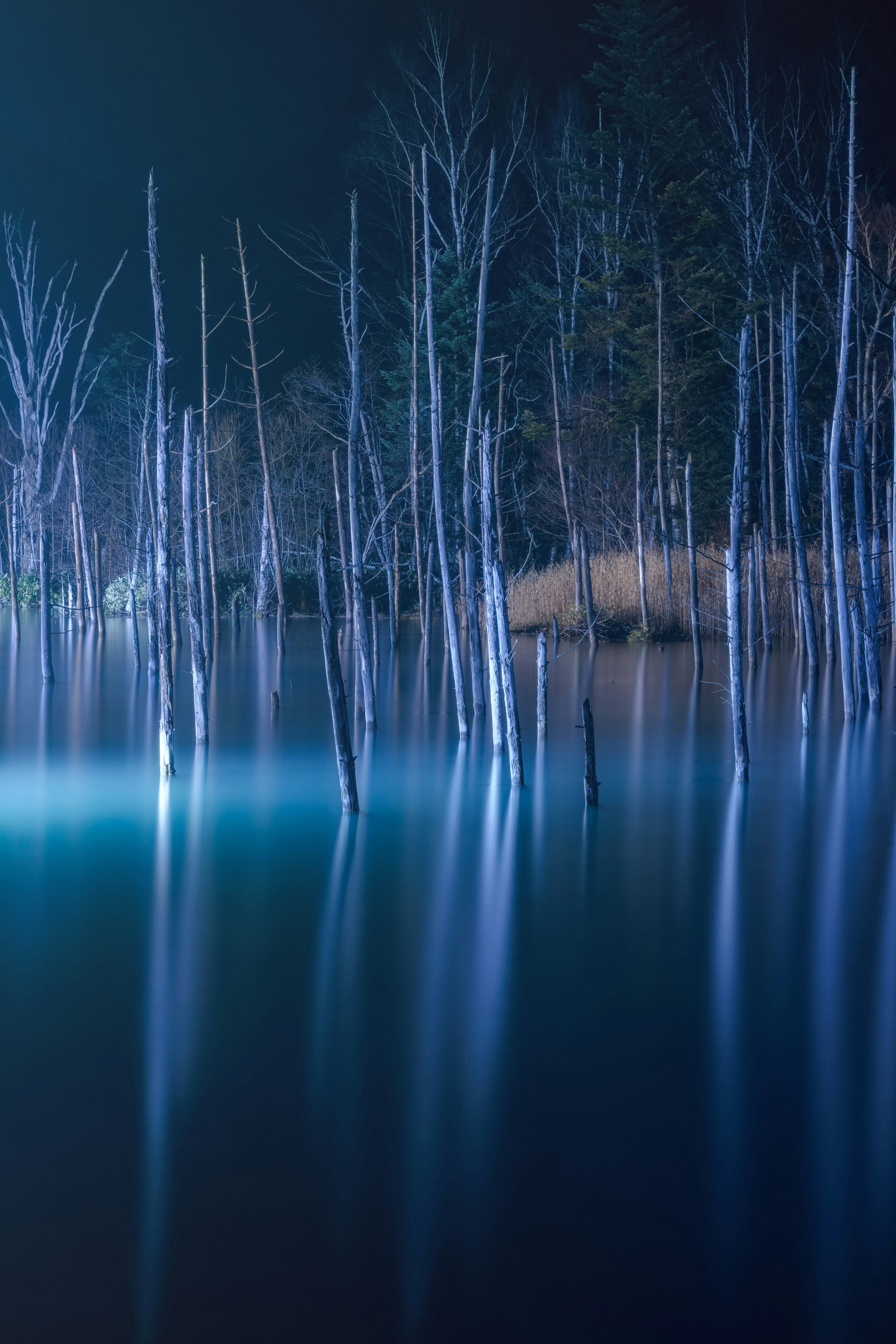 Hohe Baumstämme spiegeln sich in einem ruhigen Nachsee mit blauen Tönen