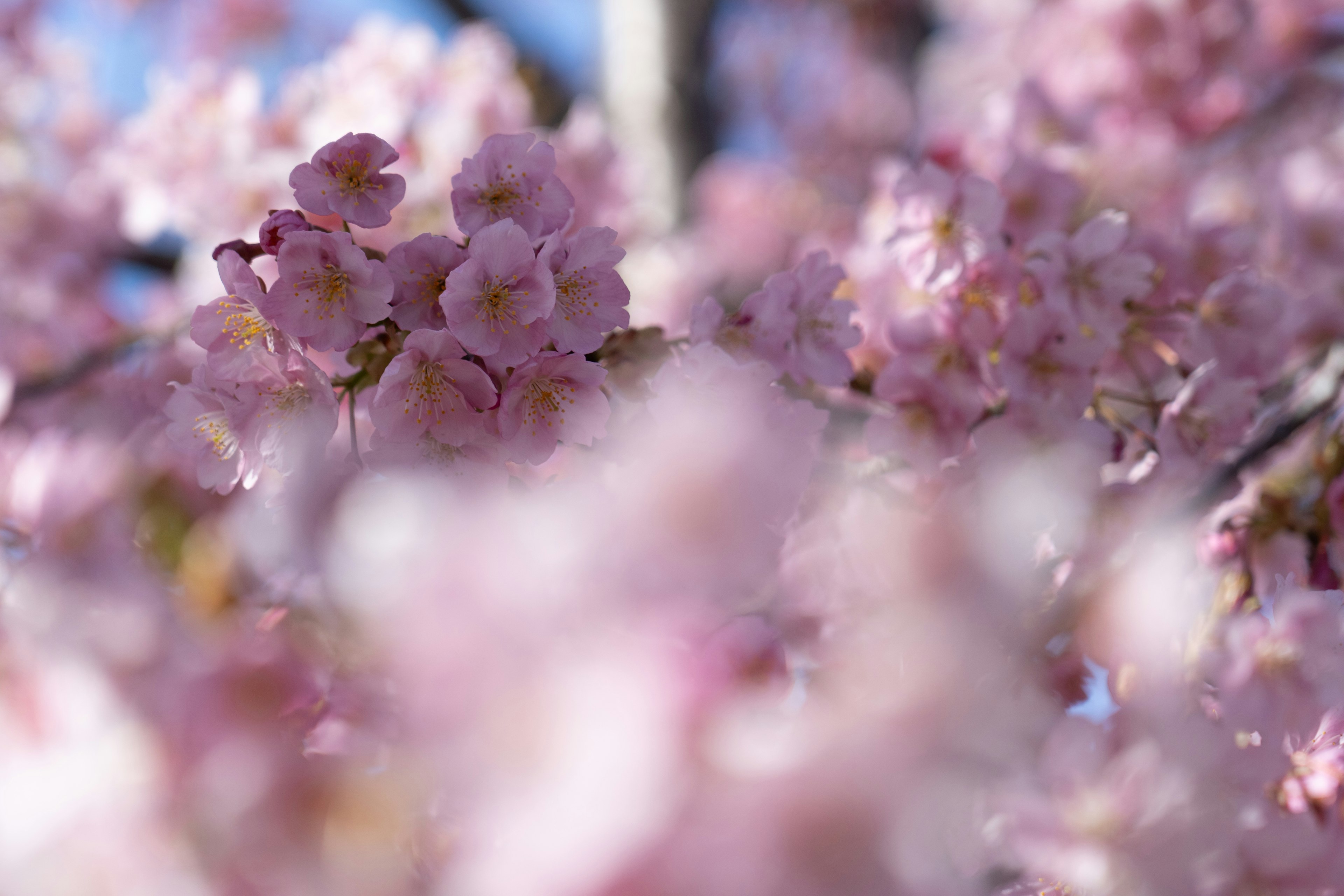 Verschwommene Nahaufnahme von Kirschblüten rosa Blütenblätter vor blauem Himmel