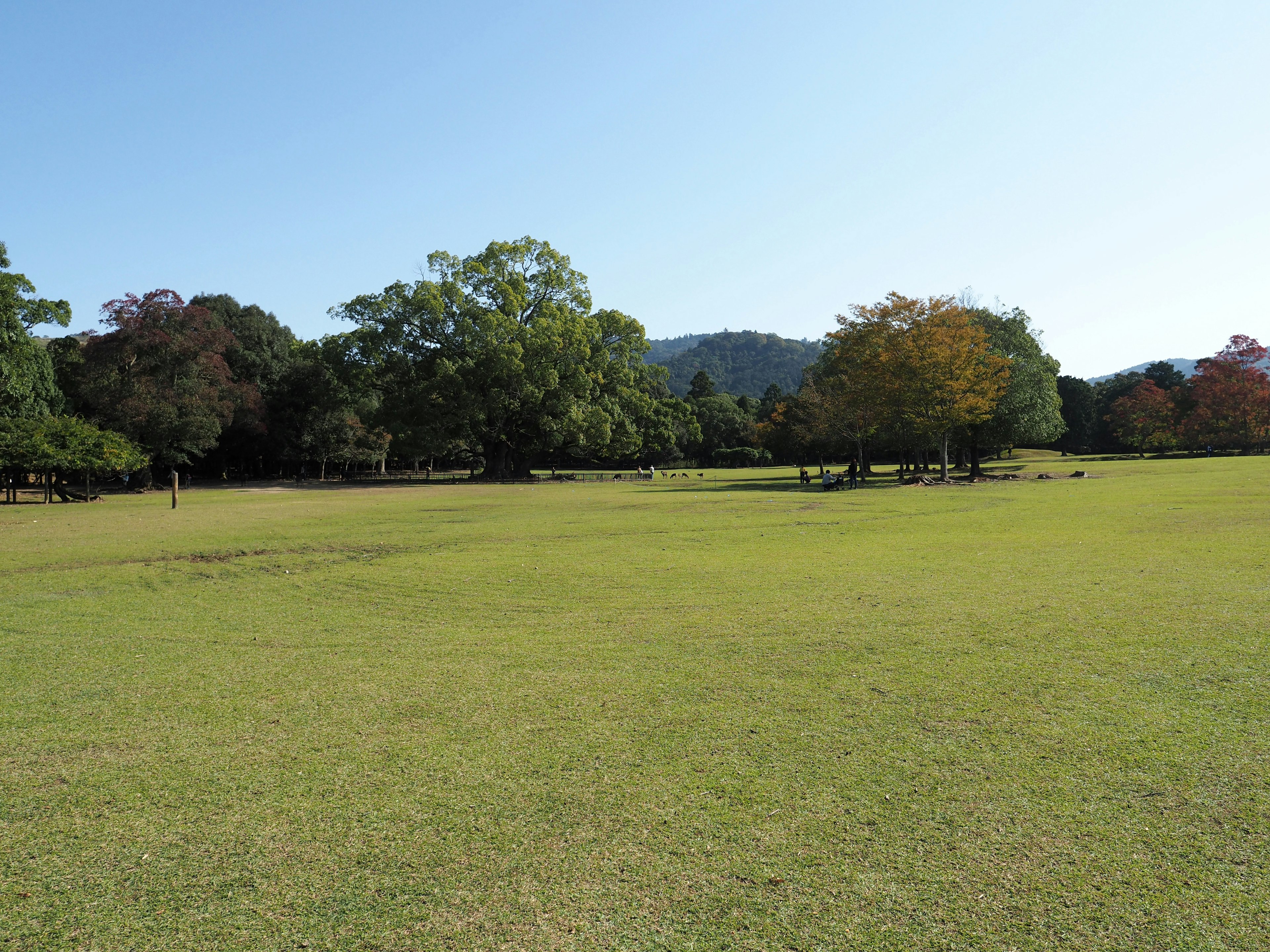 Ampio prato verde sotto un cielo blu chiaro con alberi colorati