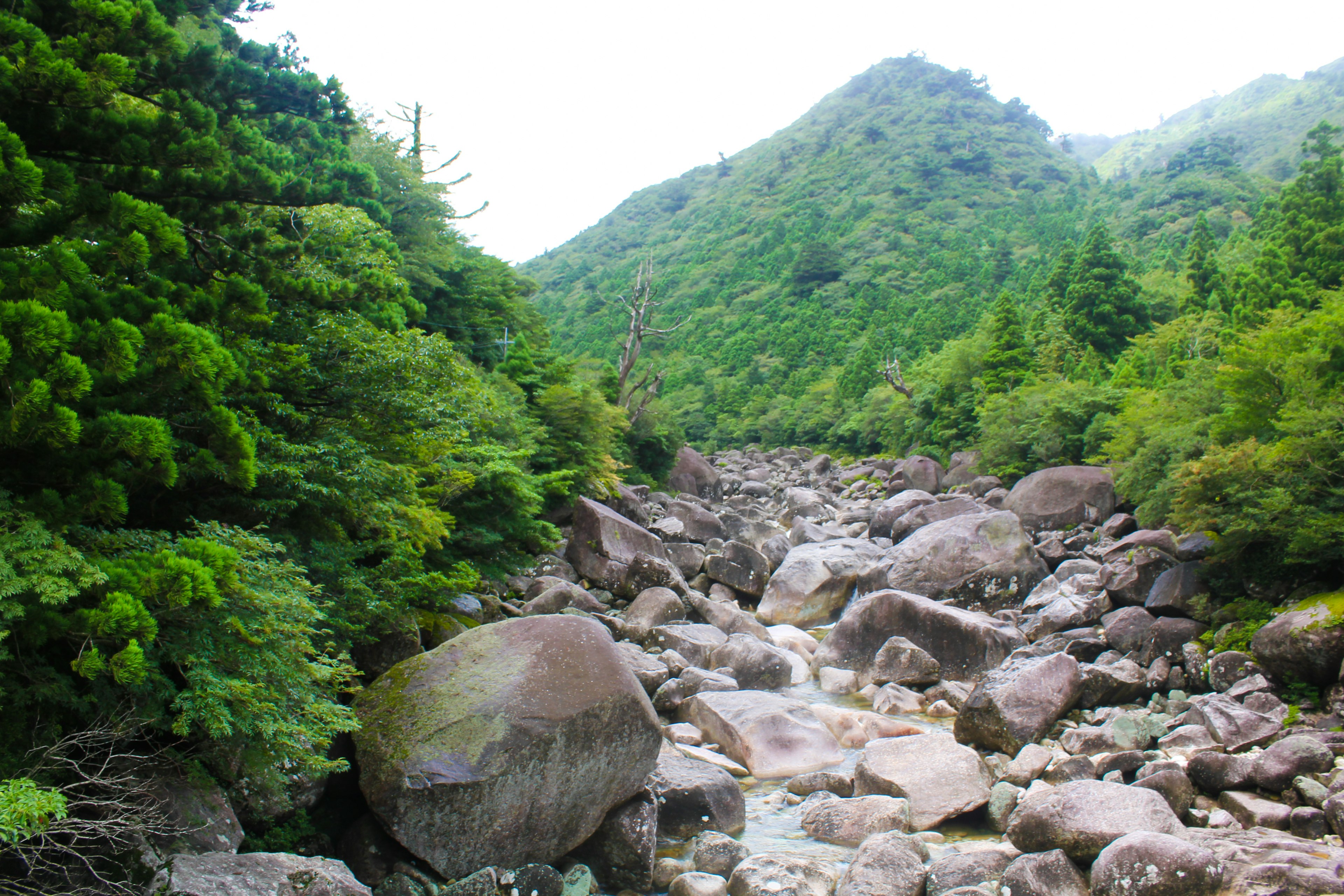 Vue pittoresque de montagnes verdoyantes et d'un lit de rivière rocheux