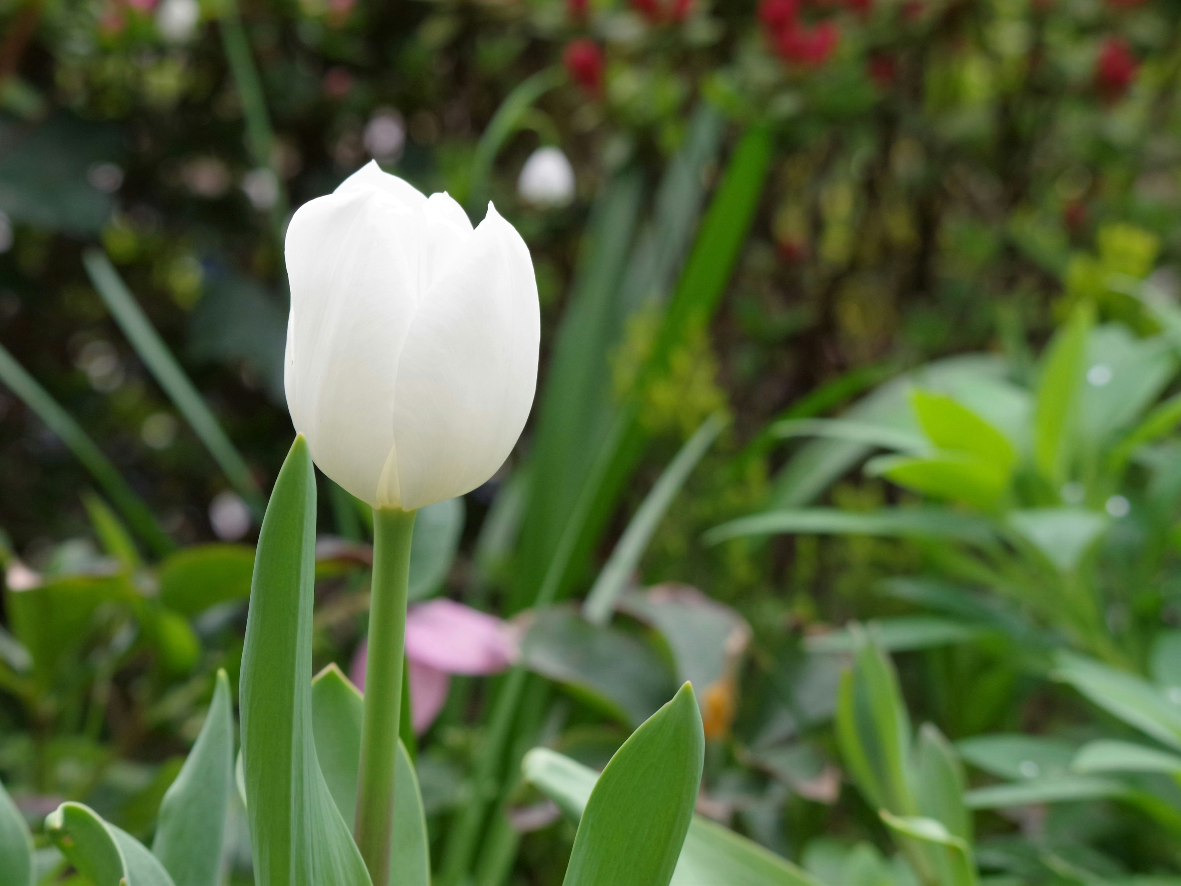 Eine weiße Tulpe steht zwischen grünen Blättern