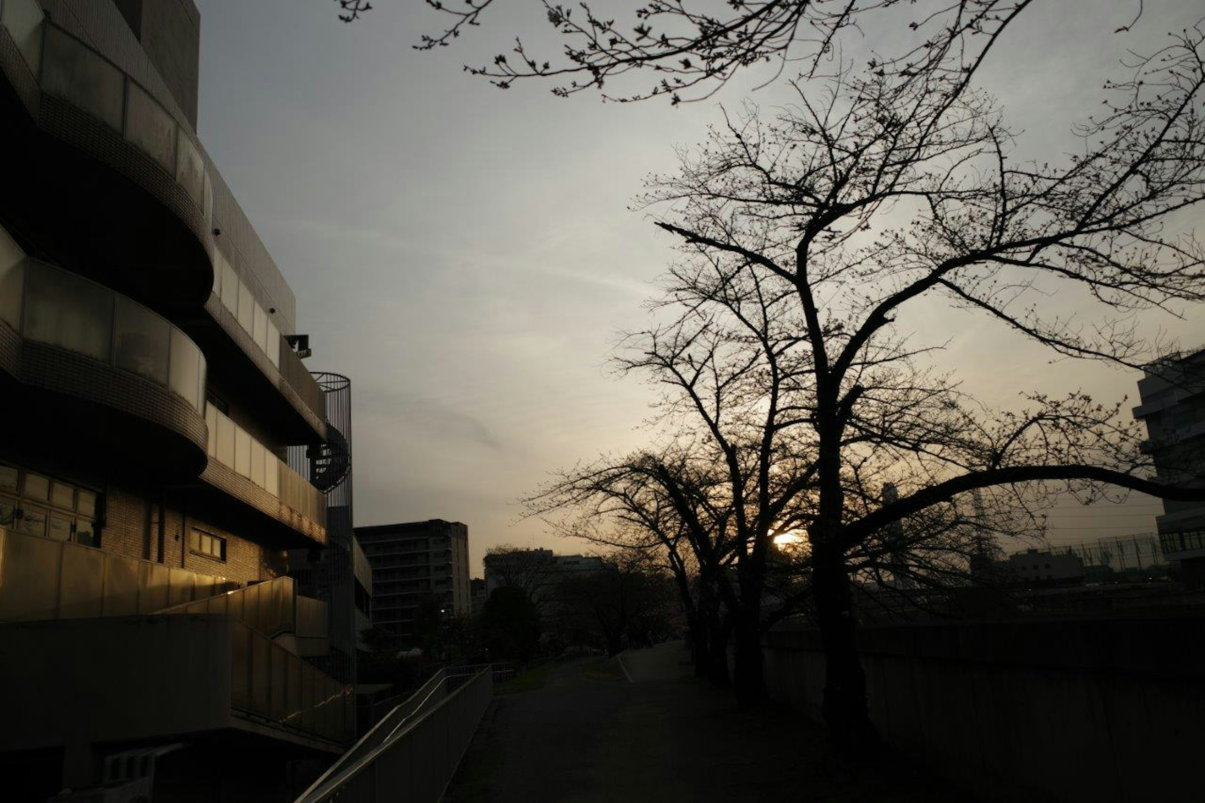 夕暮れの街並みと枯れた木々のシルエット