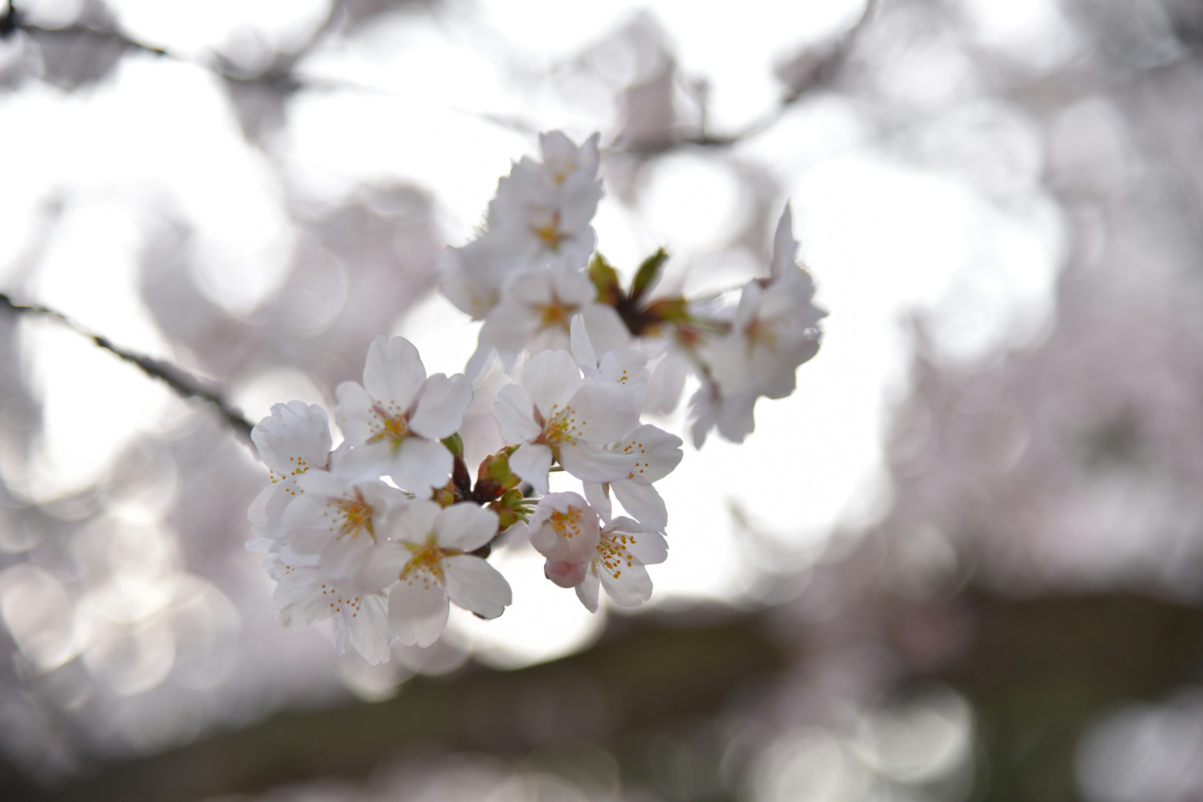 Gambar close-up bunga sakura di cabang