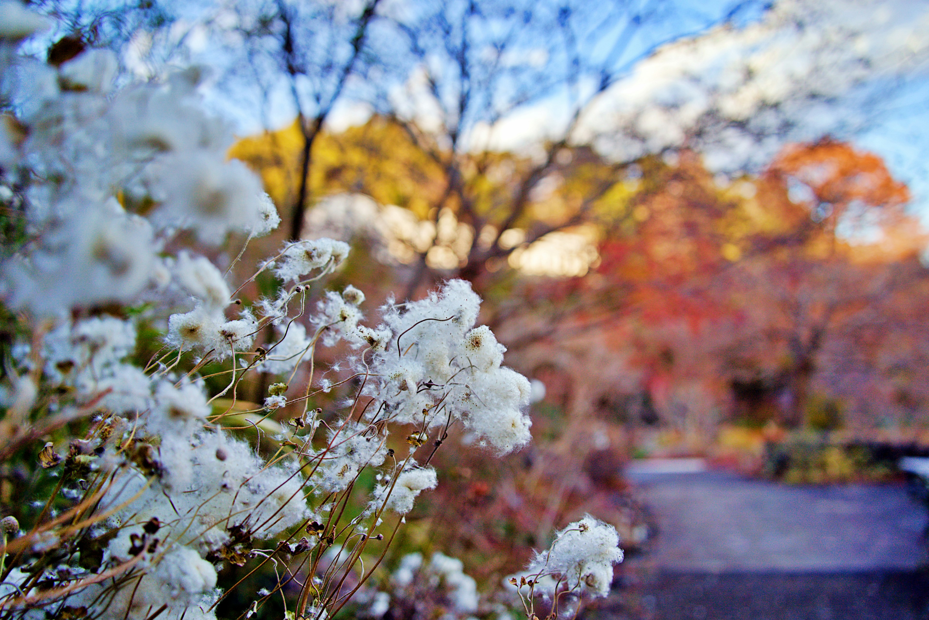 Weiße Blumen blühen in einer herbstlichen Landschaft mit blauem Himmel