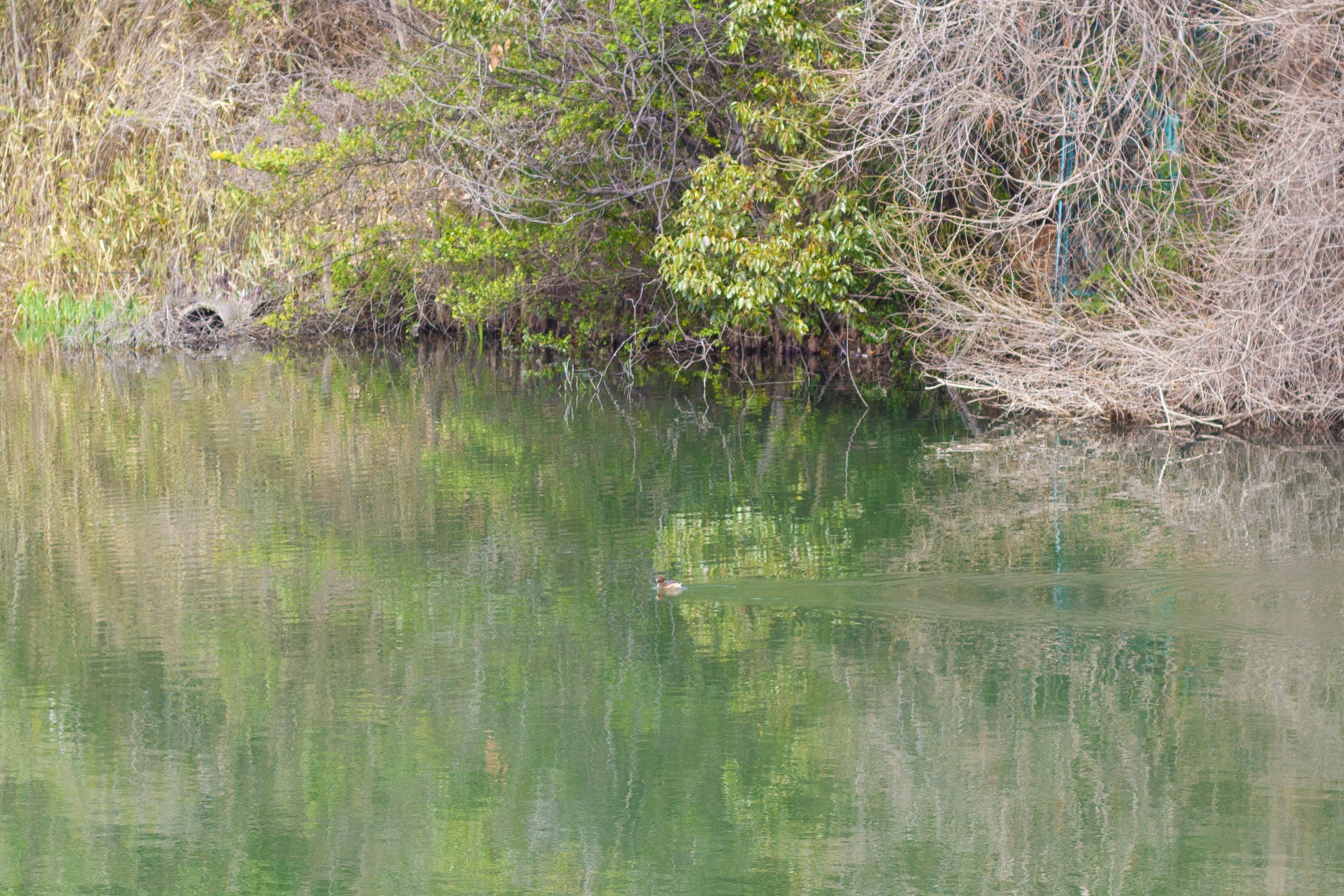 Ruhiges Wasser, das grüne Bäume und trockenes Gras spiegelt