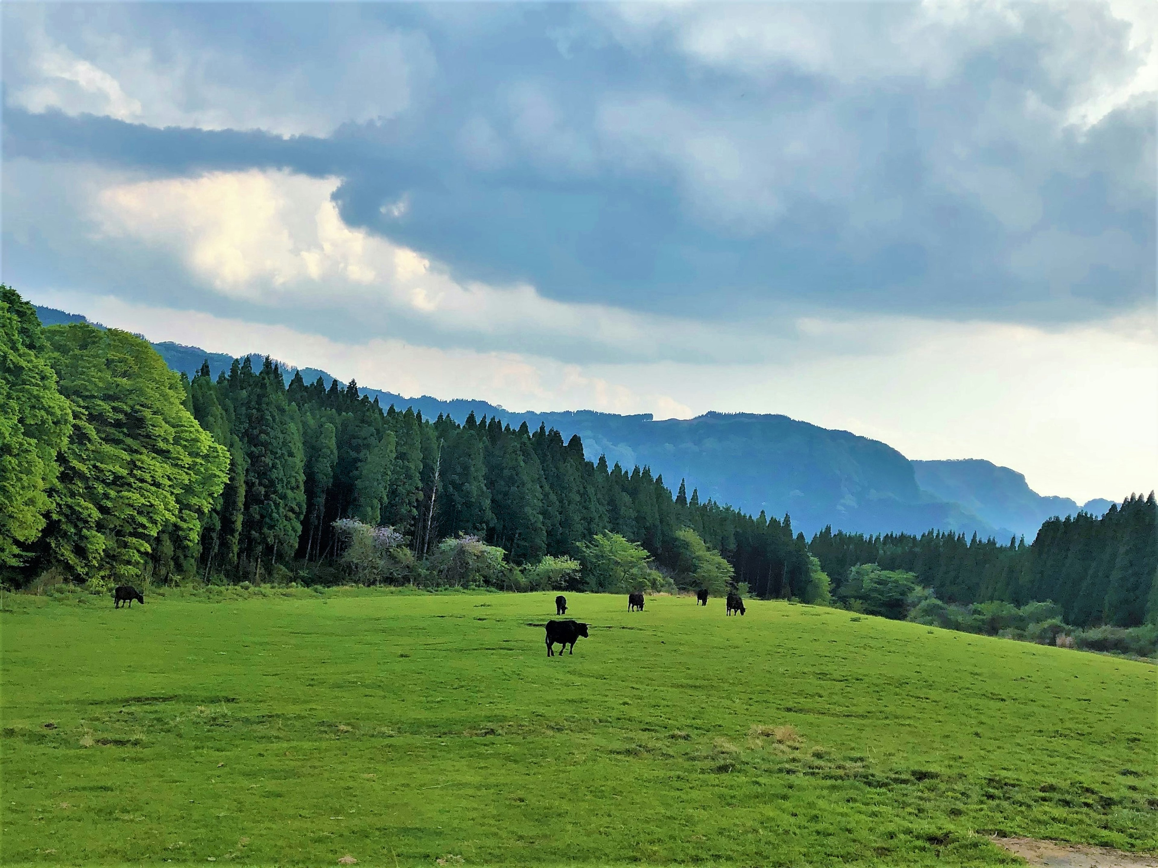 Un pascolo verde lussureggiante con mucche al pascolo sullo sfondo di montagne e nuvole