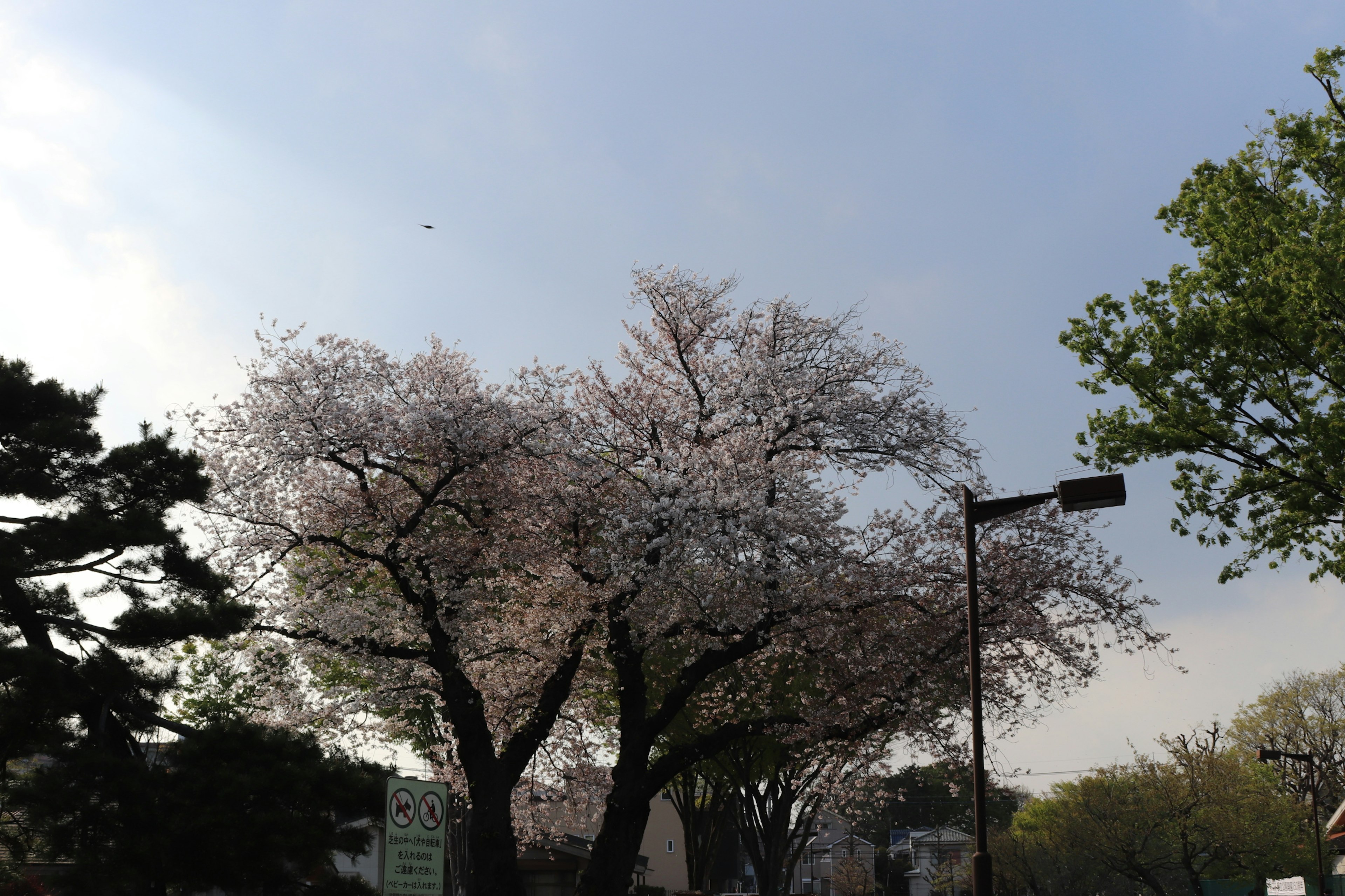 Pohon sakura besar yang sedang mekar di bawah langit biru