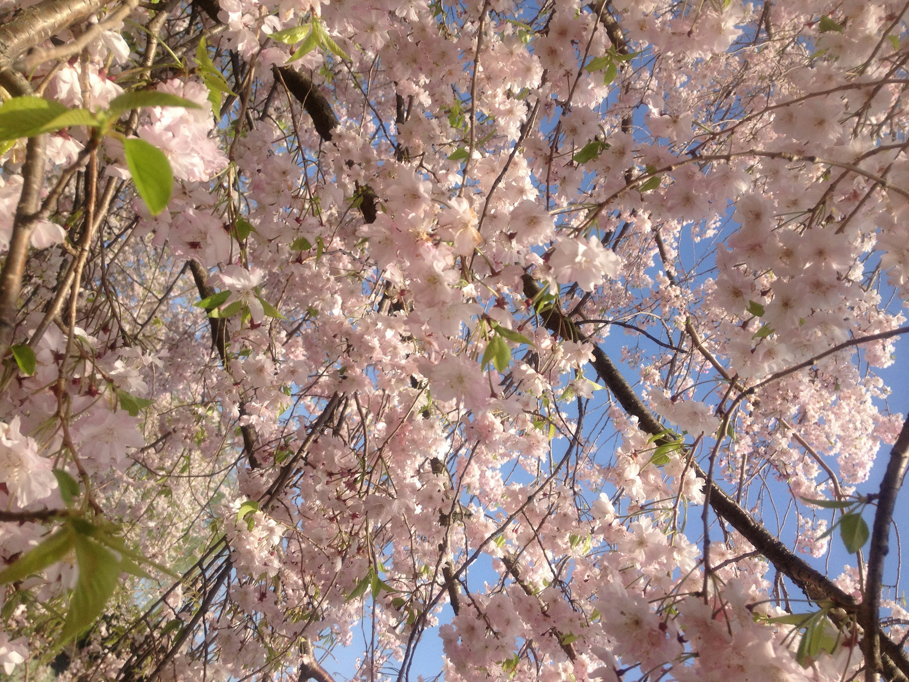 青空の下に咲く桜の花のクローズアップ