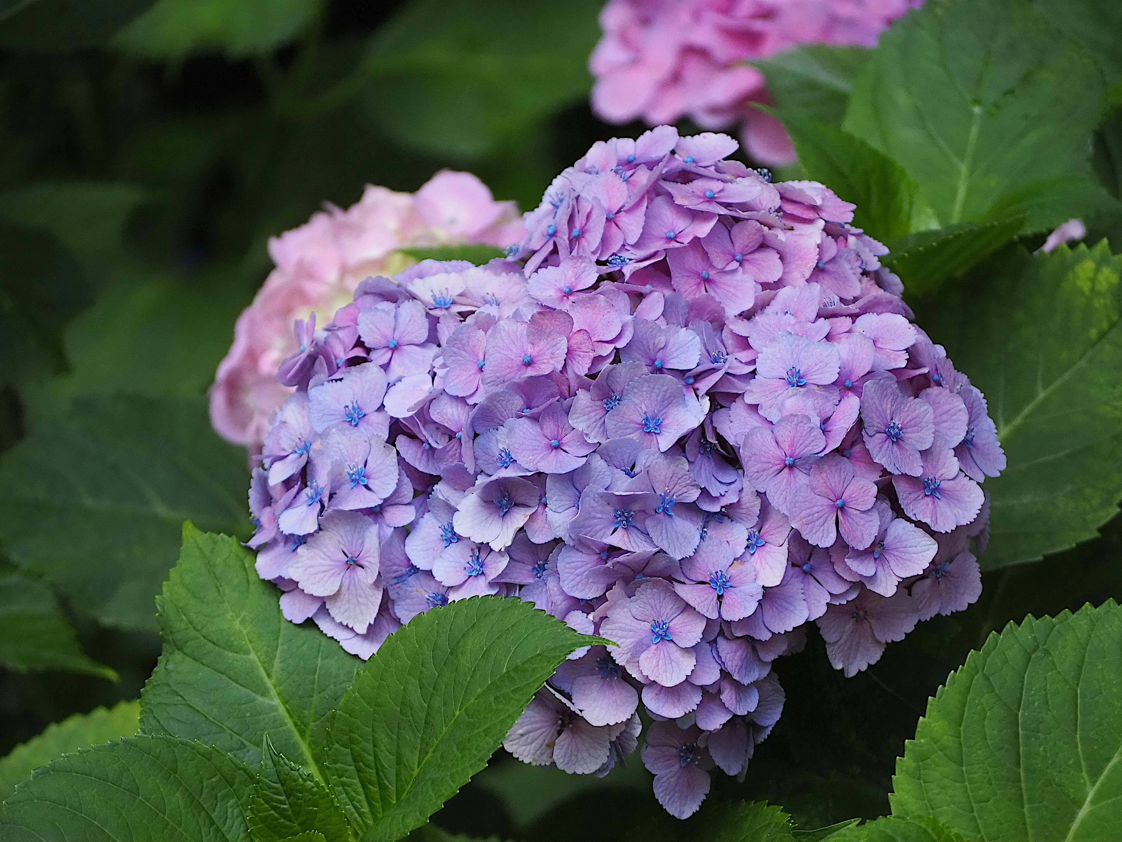 Fleur d'hortensia violette et rose fleurissant parmi des feuilles vertes