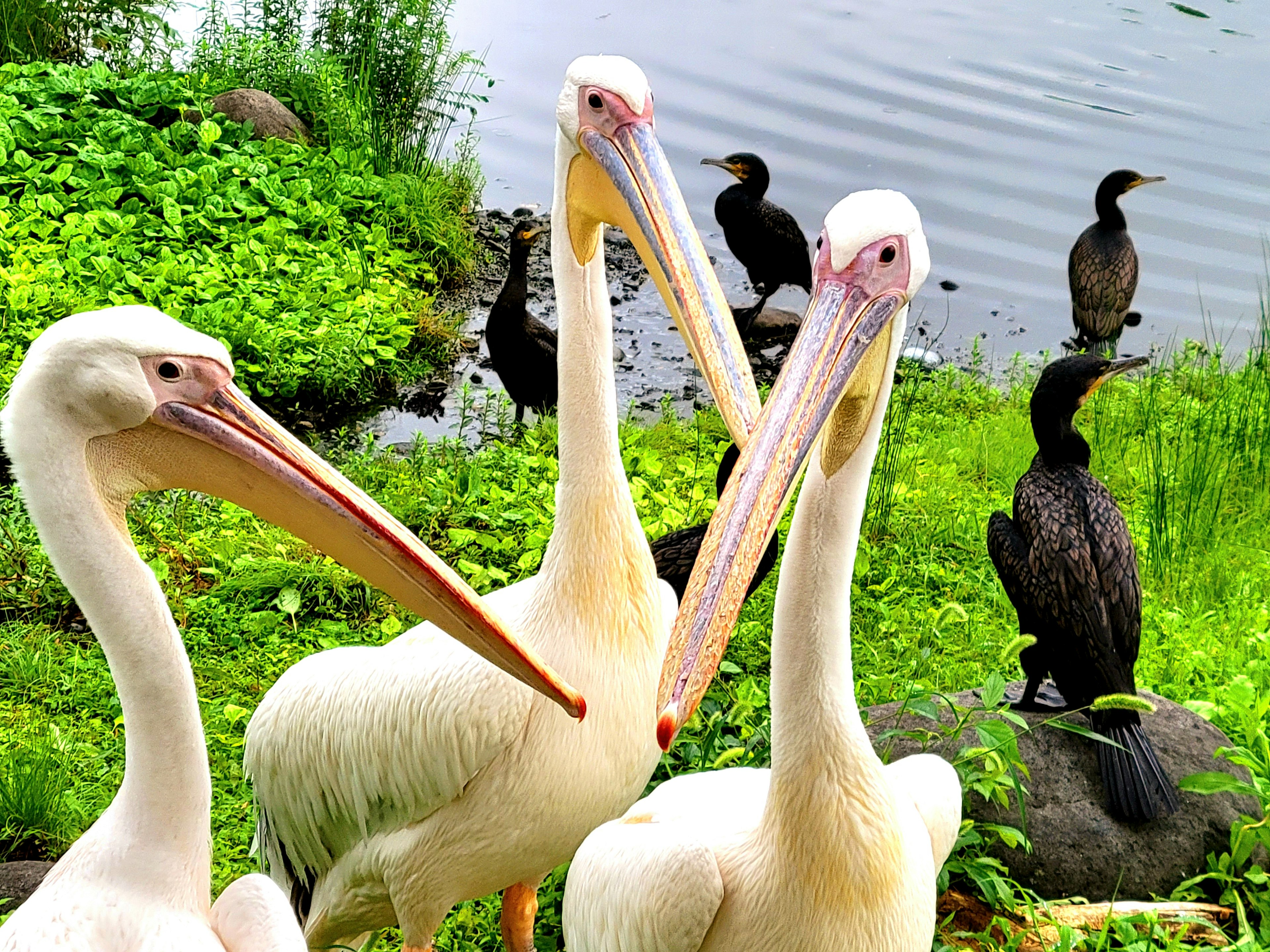 Trois pélicans blancs devant un arrière-plan vert avec des cormorans noirs à l'arrière-plan