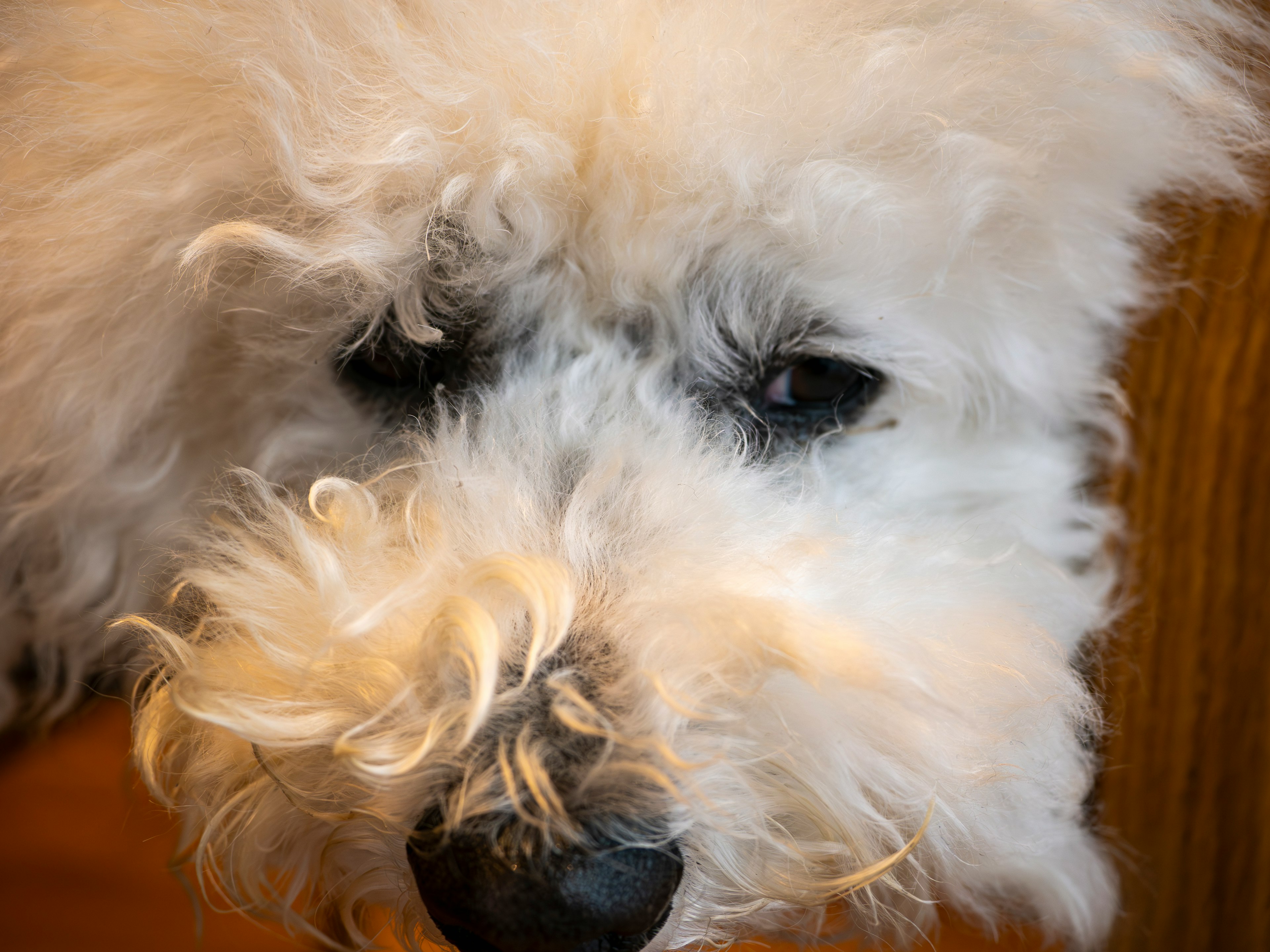 Close-up of a dog's face with white fur