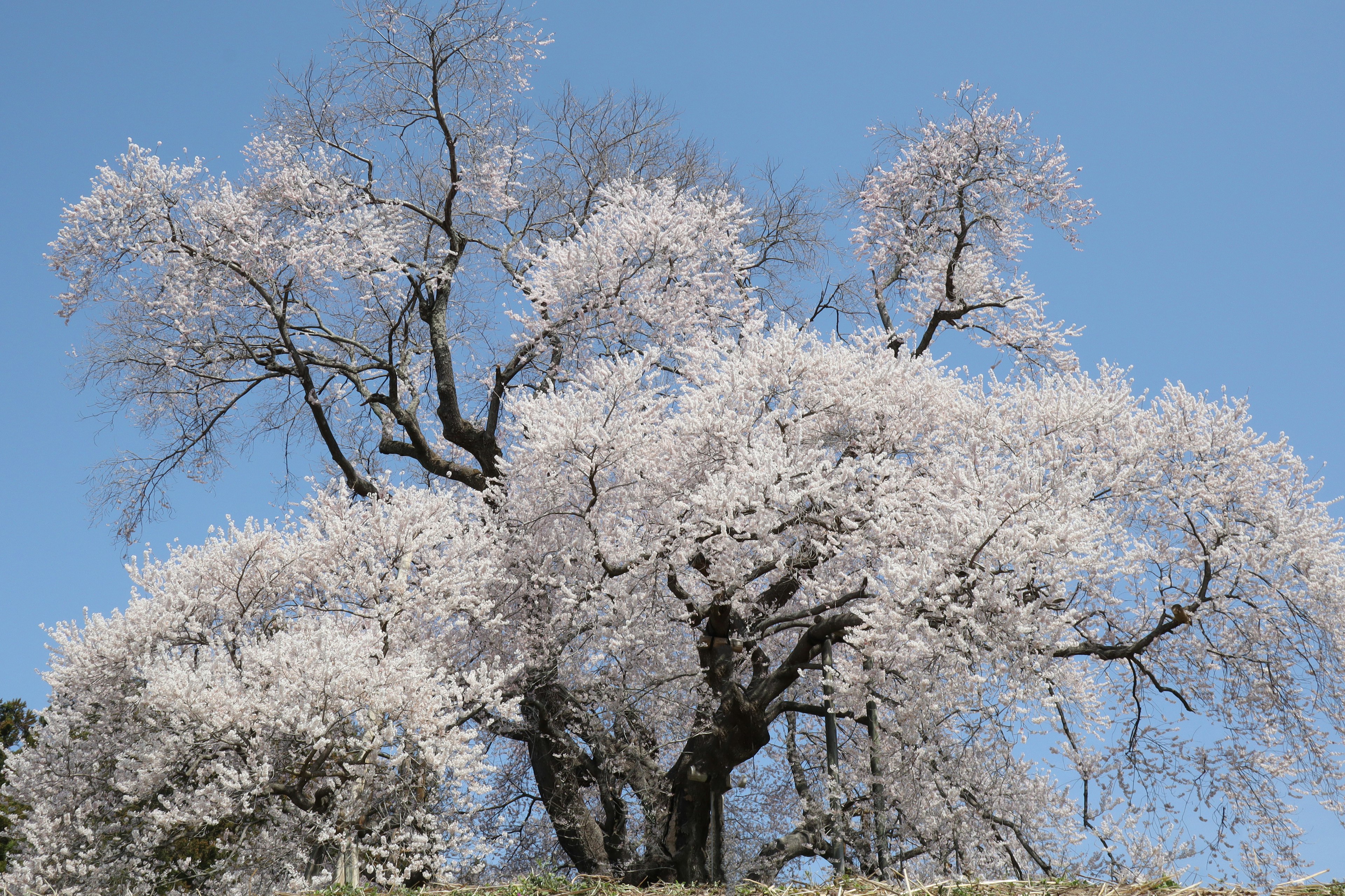 Großer Kirschbaum in voller Blüte unter einem klaren blauen Himmel