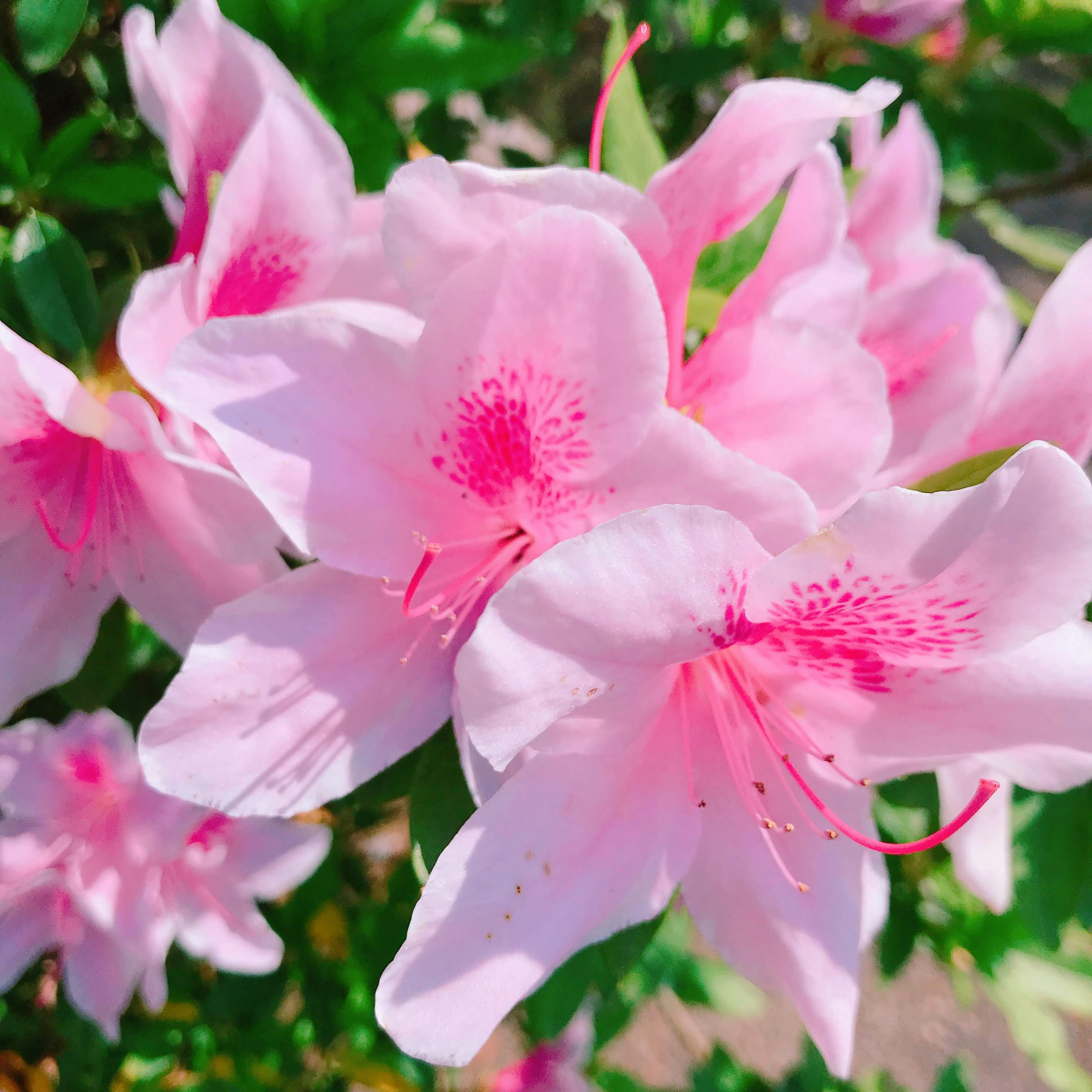 Pink azalea flowers blooming vibrantly