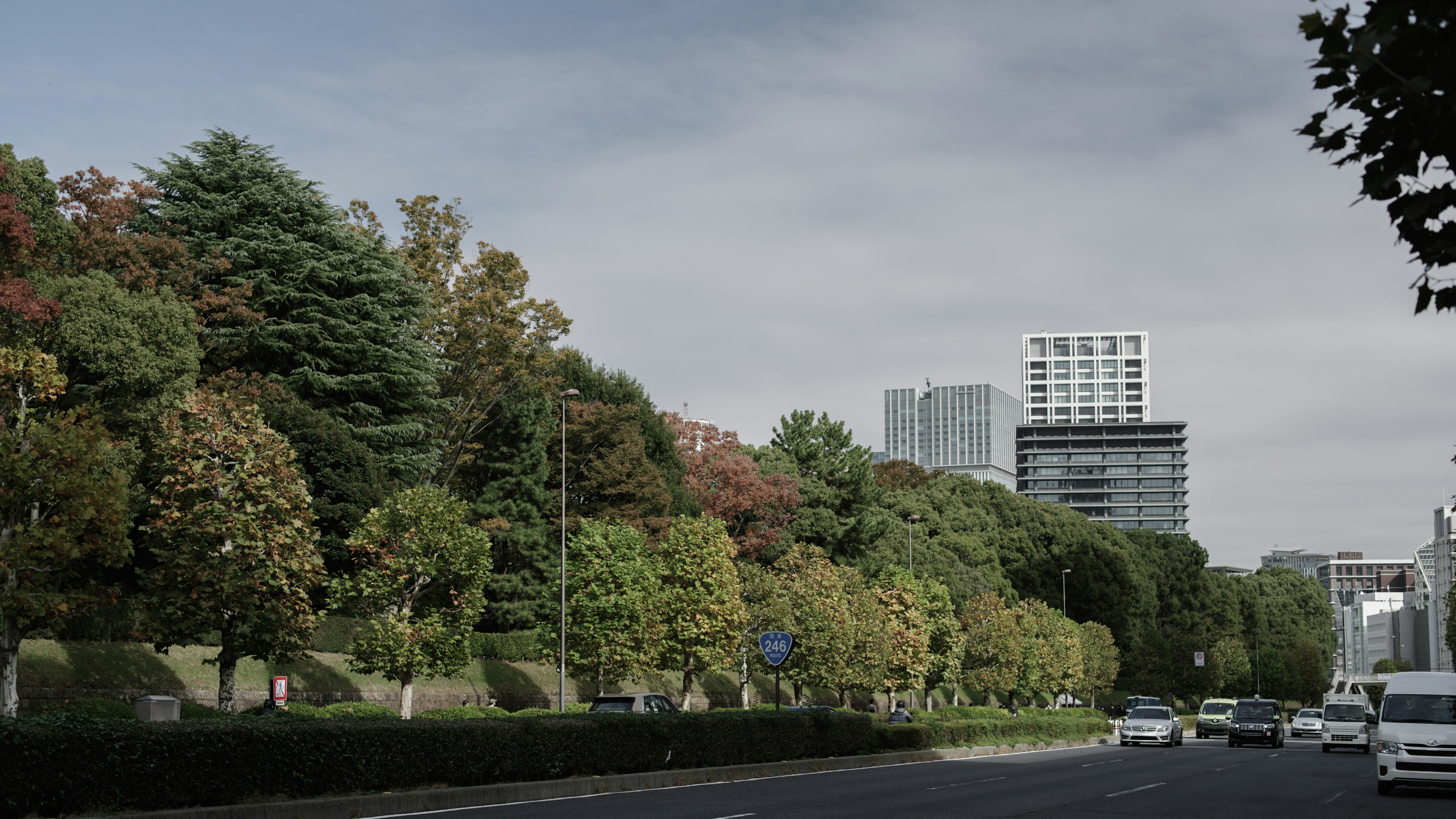 緑豊かな街路と高層ビルが見える風景