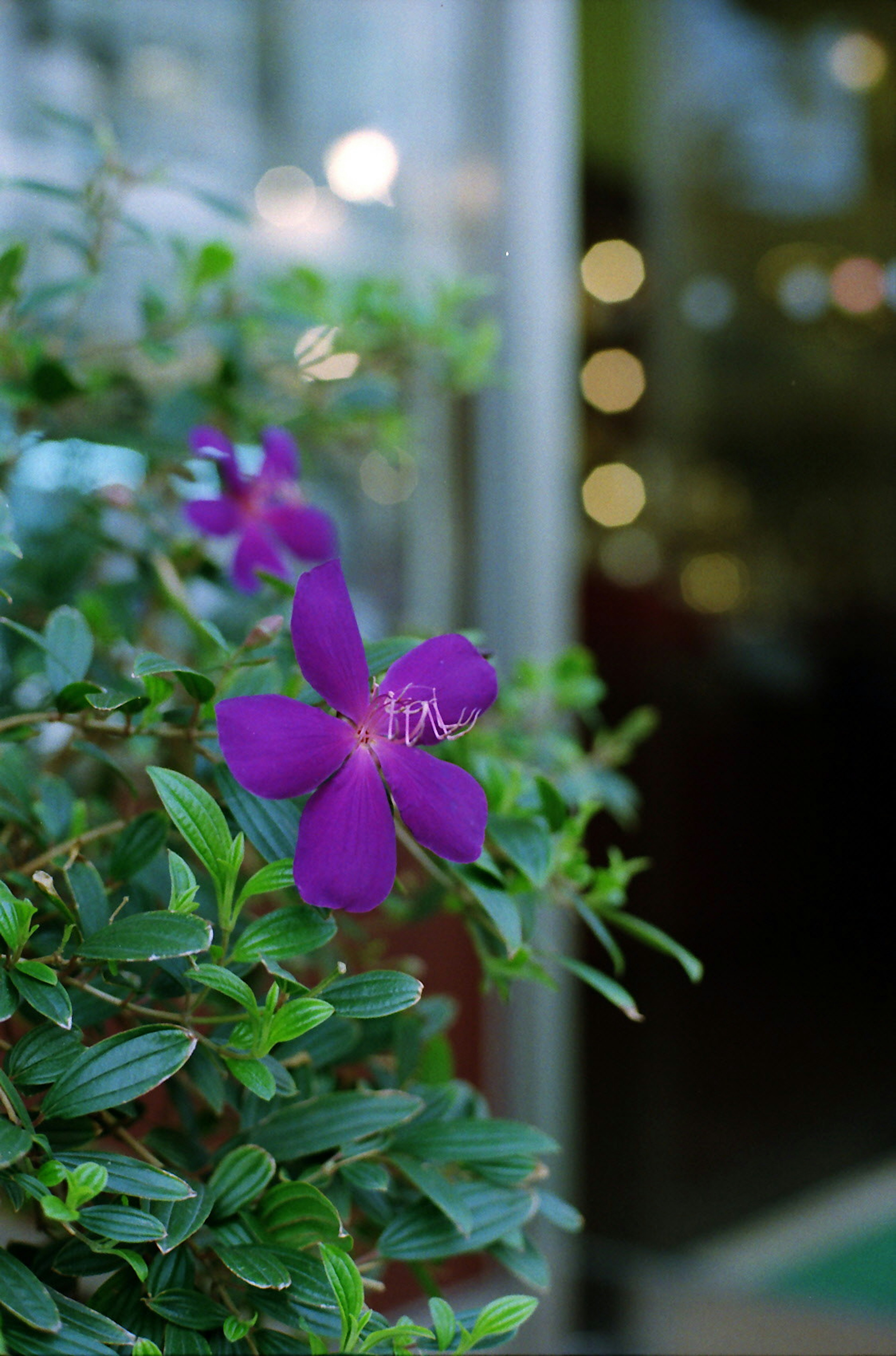 Nahaufnahme einer lila Blume mit grünen Blättern