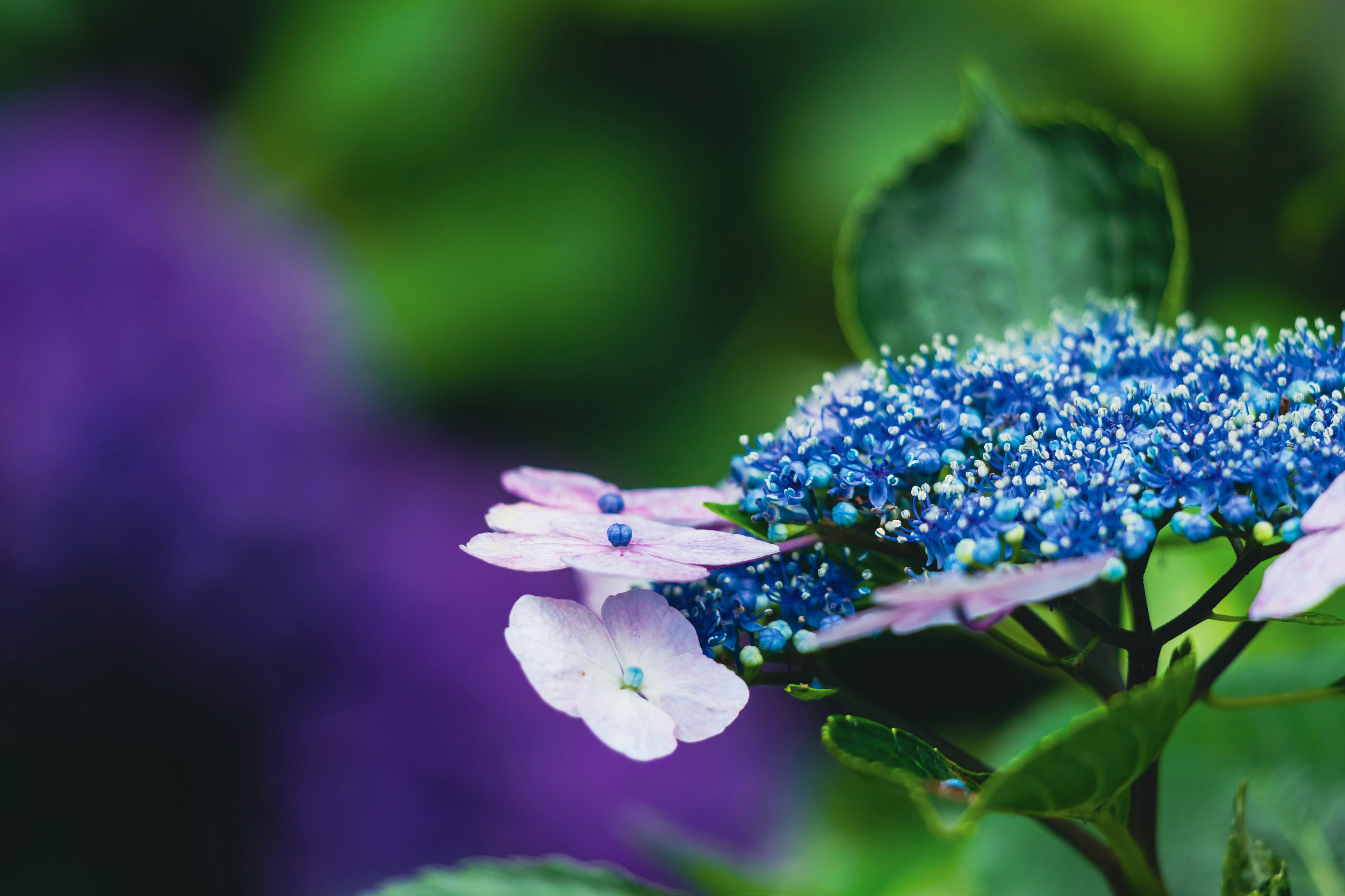 Hortensia dengan bunga biru dan latar belakang ungu