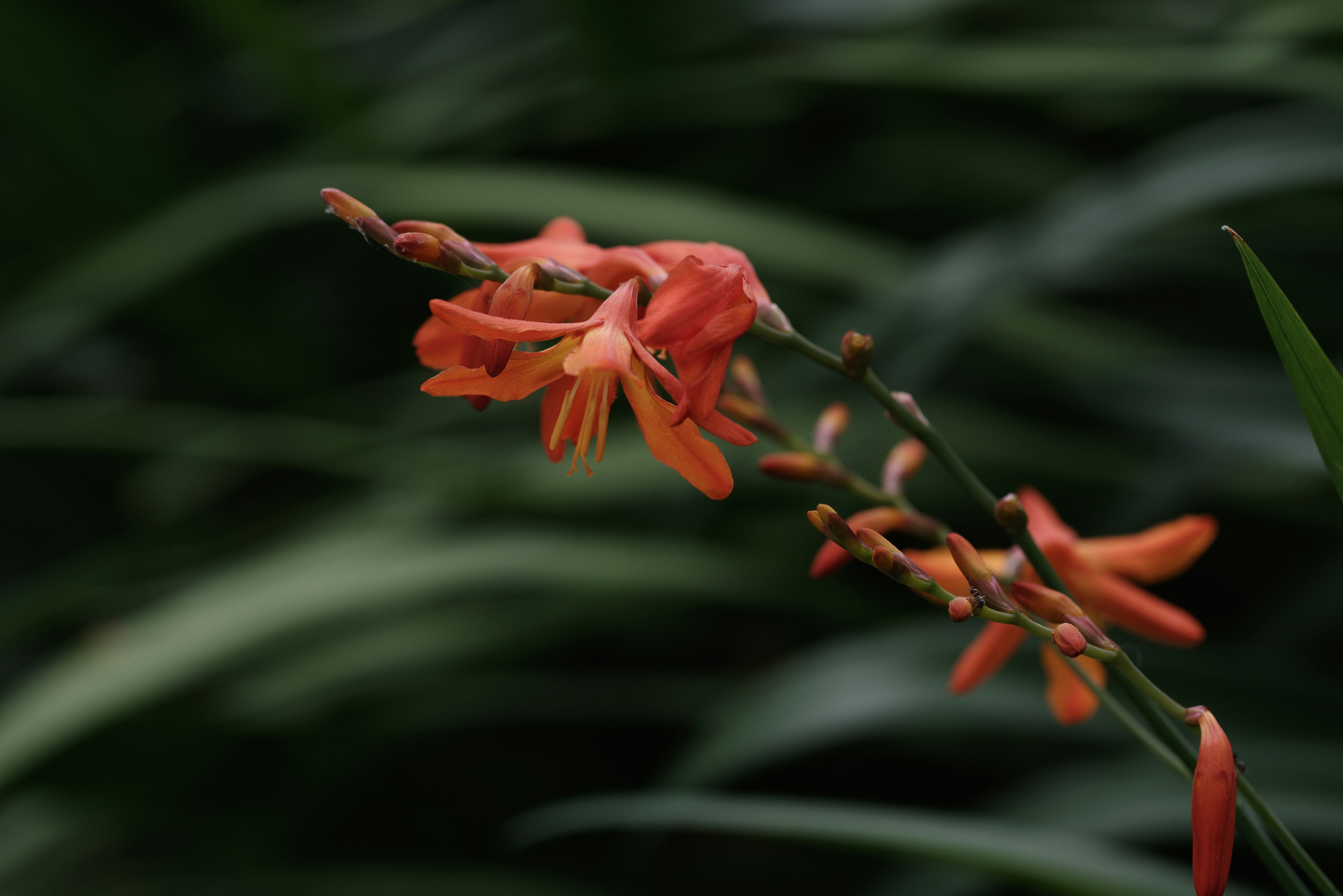 Fiori arancioni vivaci che fioriscono tra le foglie verdi