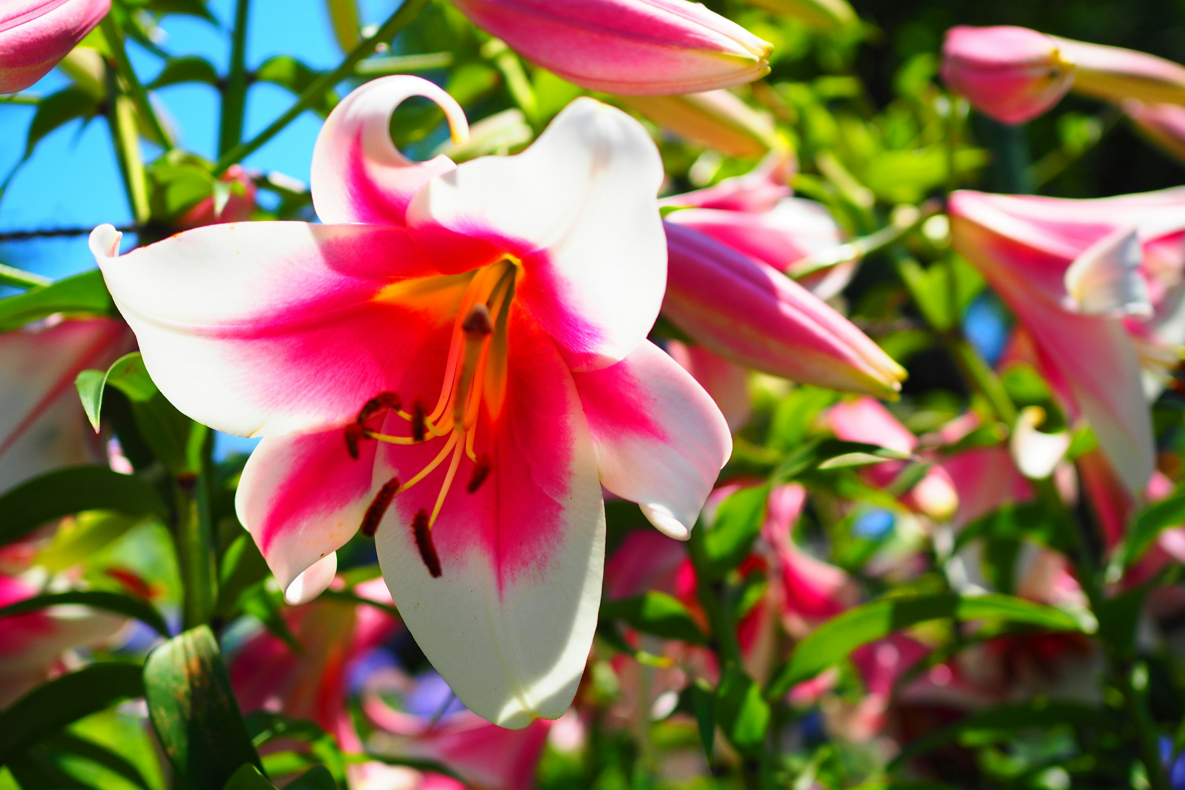 Bunga lily merah muda dan putih yang cerah sedang mekar