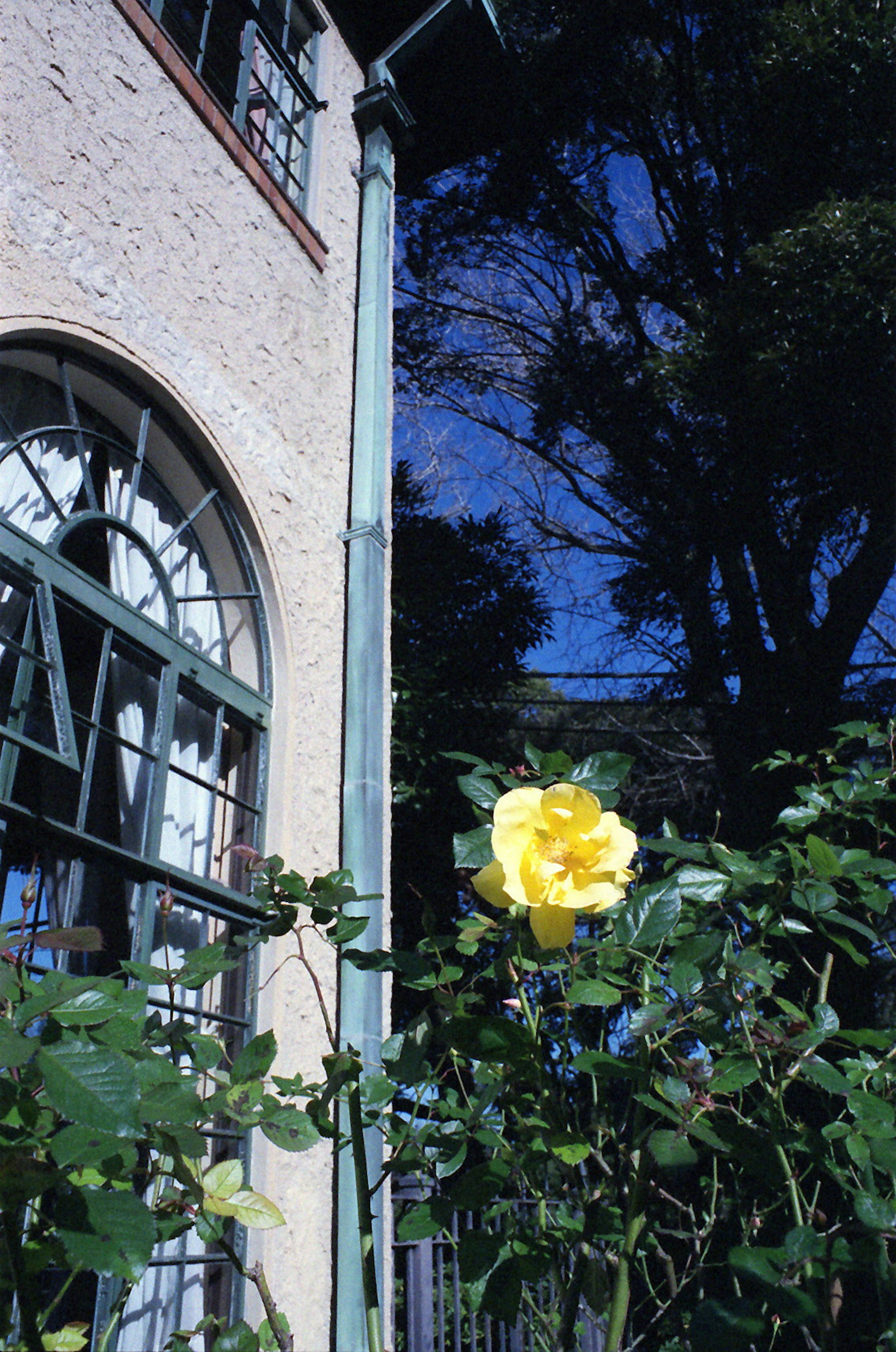 Una rosa gialla accanto a un edificio con sfondo di cielo blu