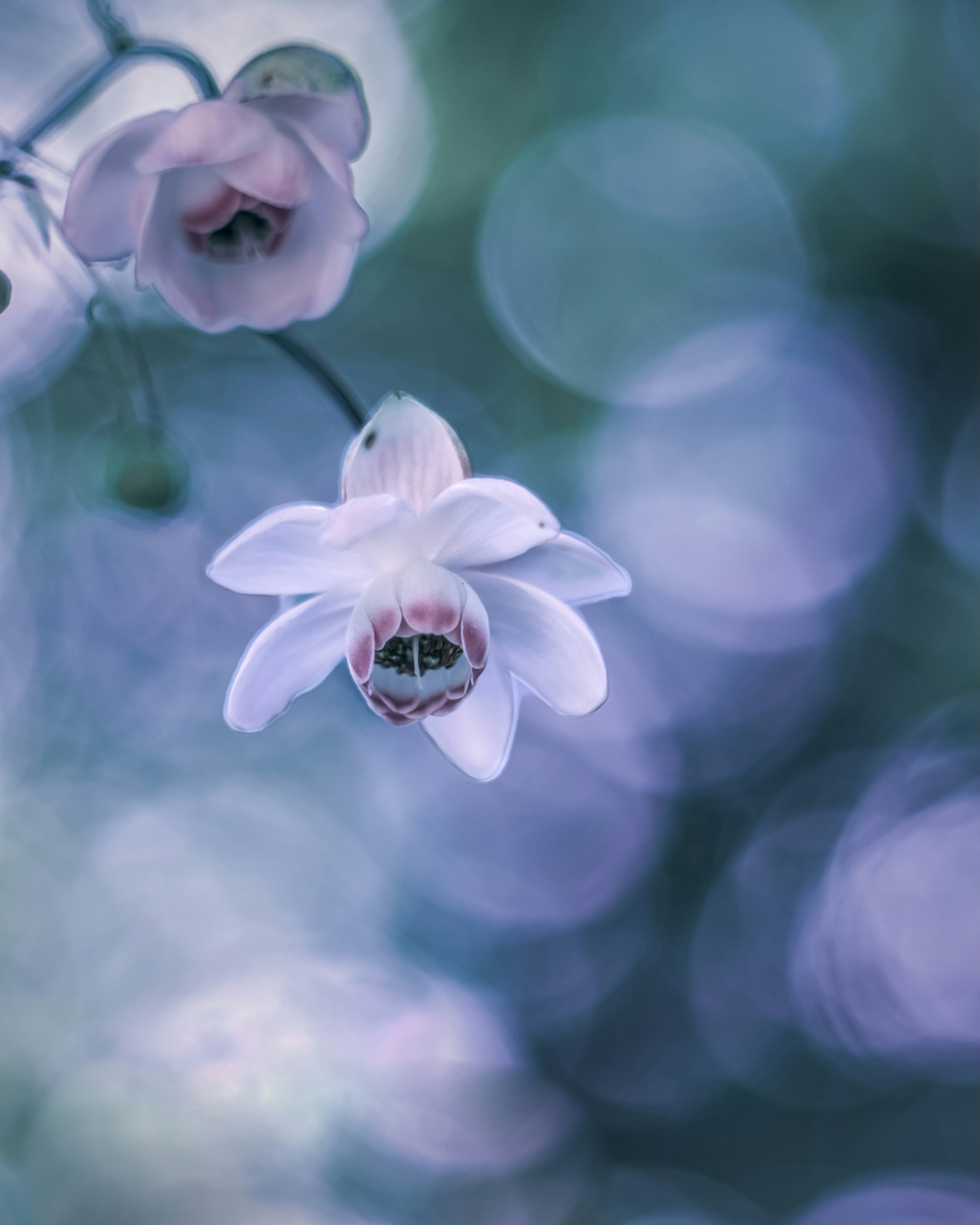 Nahaufnahme einer weißen Orchideenblüte vor einem schönen lila Hintergrund