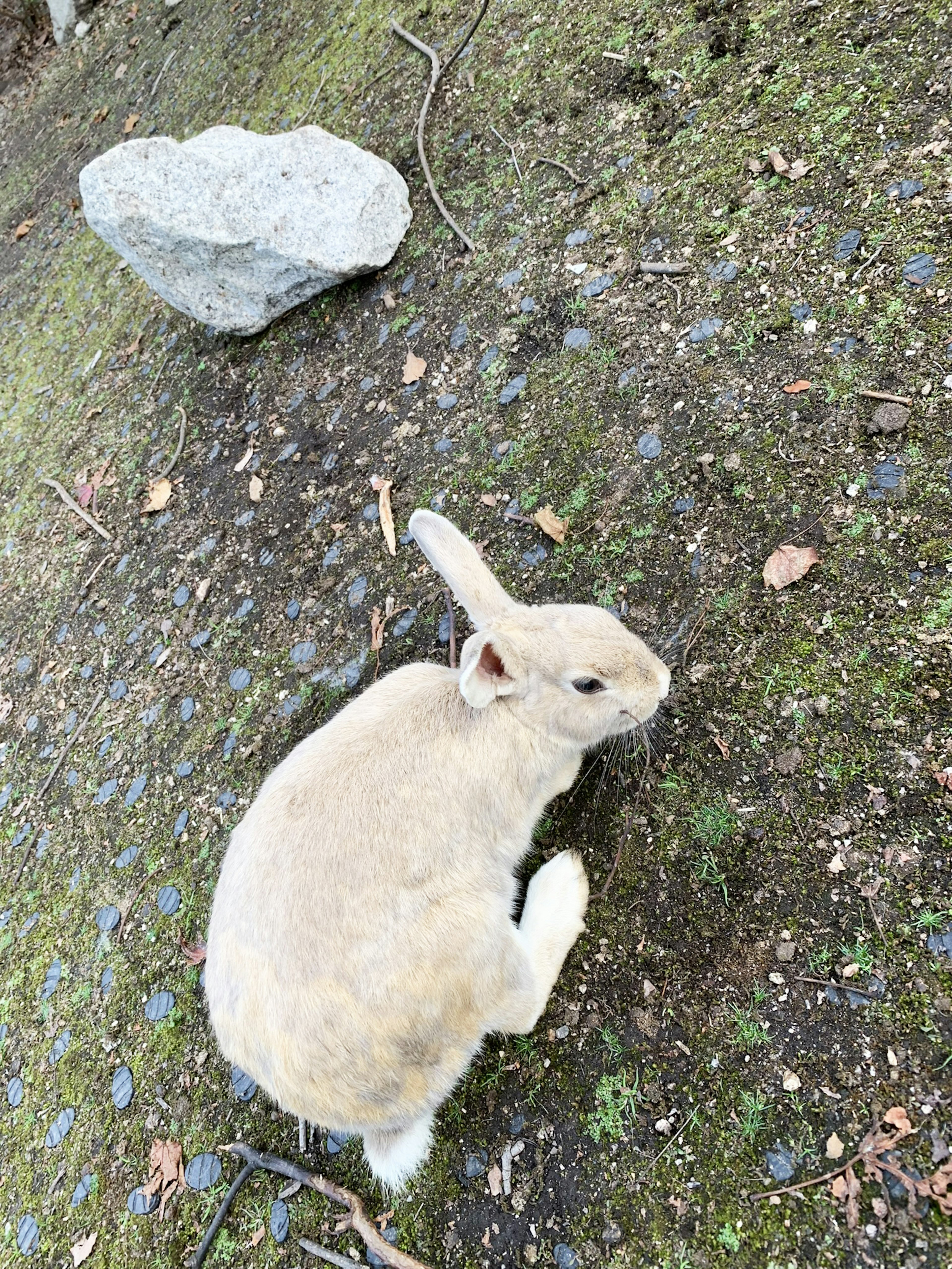 A white rabbit sitting on the ground near a stone