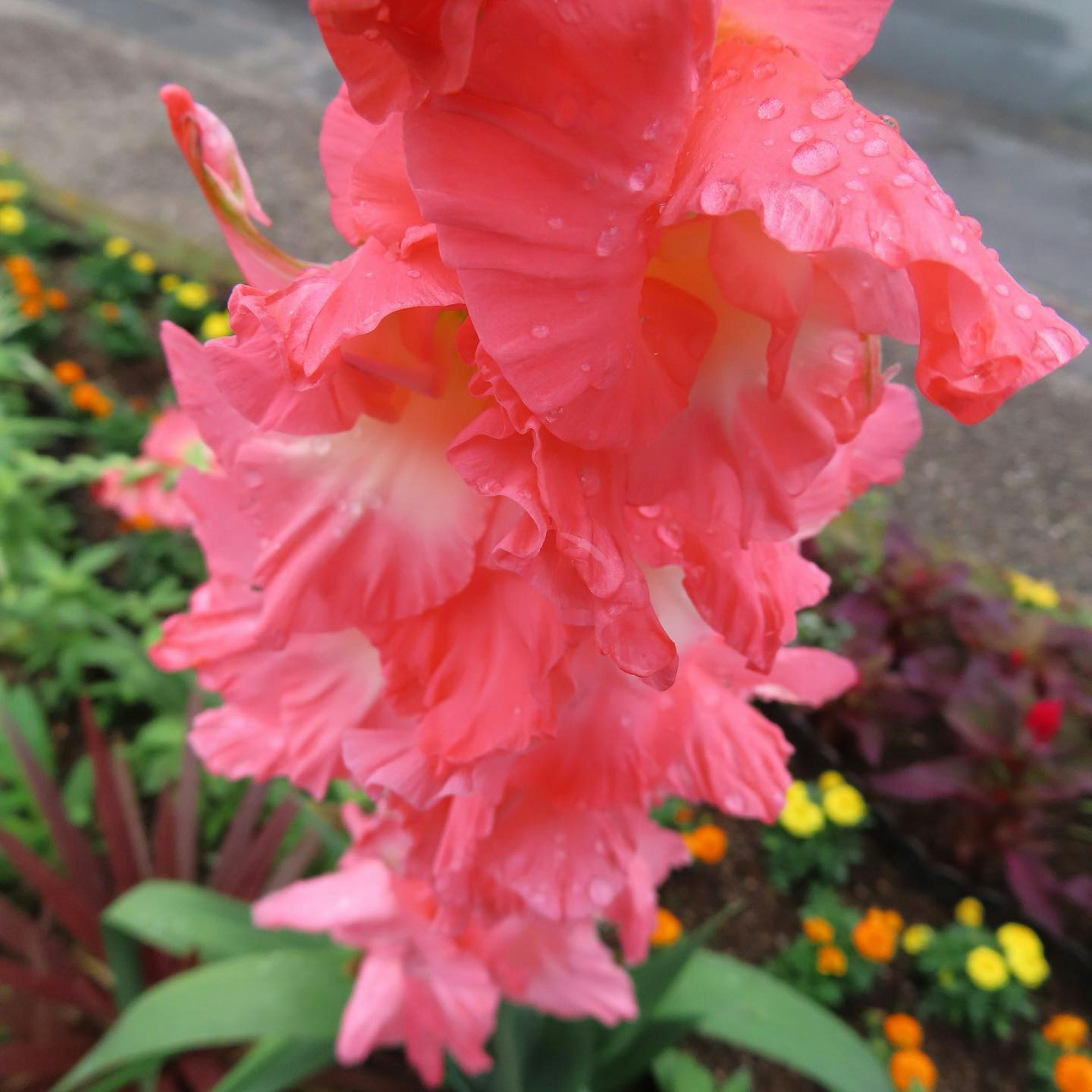 鮮やかなピンクのグラジオラスの花びらが水滴で濡れている