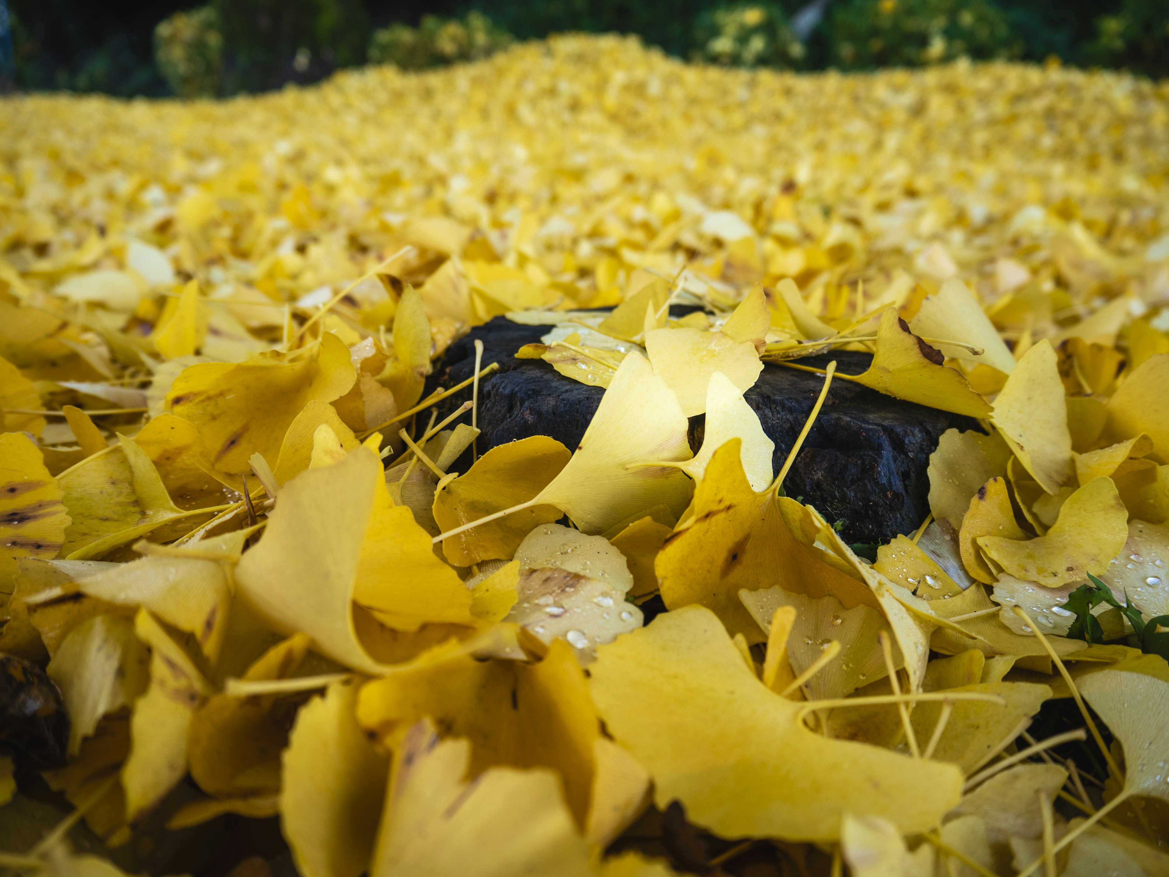 Un paesaggio coperto di foglie di ginkgo gialle con una pietra nera