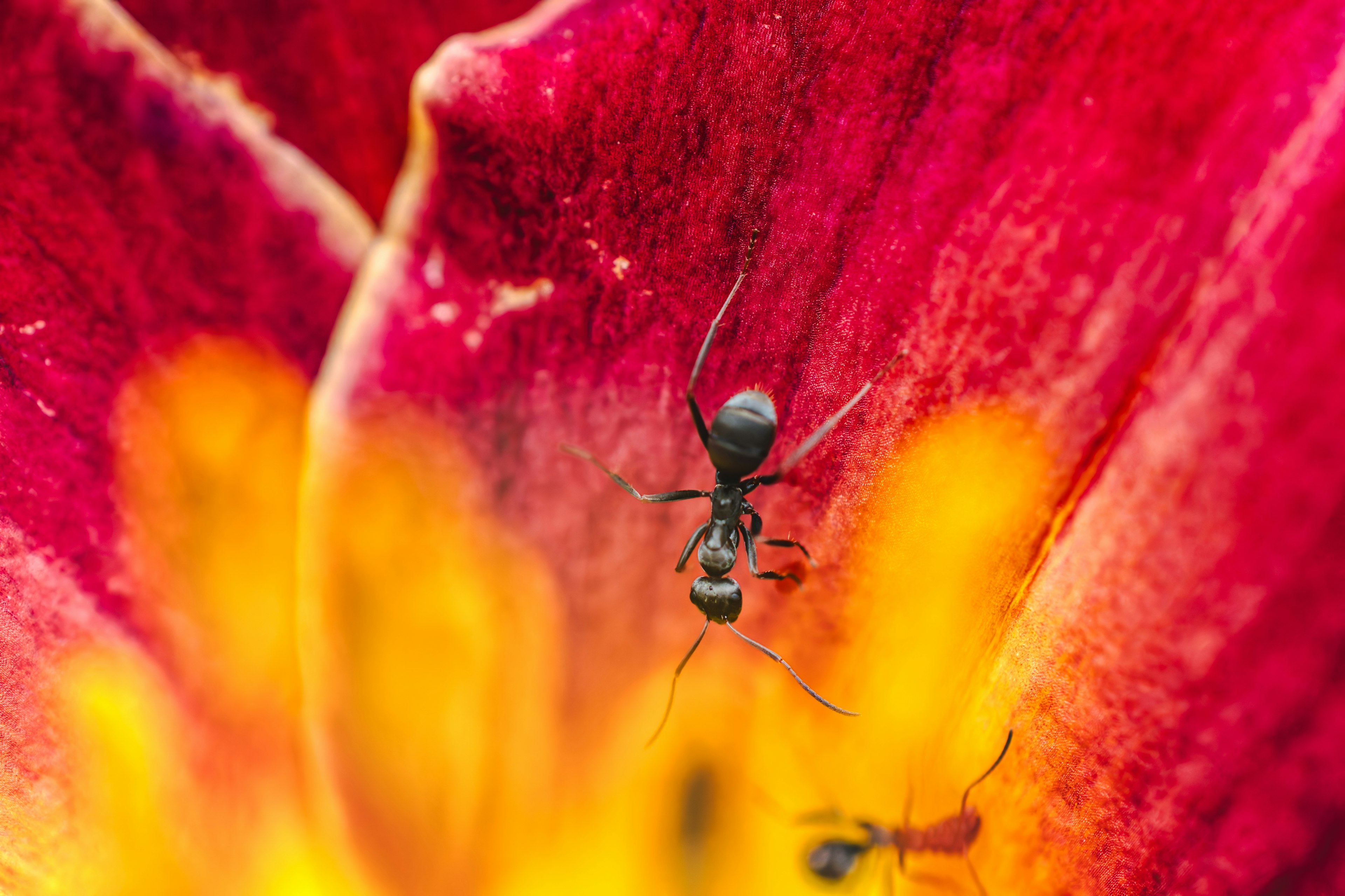 Gros plan d'une fourmi noire sur des pétales de fleurs rouges et oranges vibrants