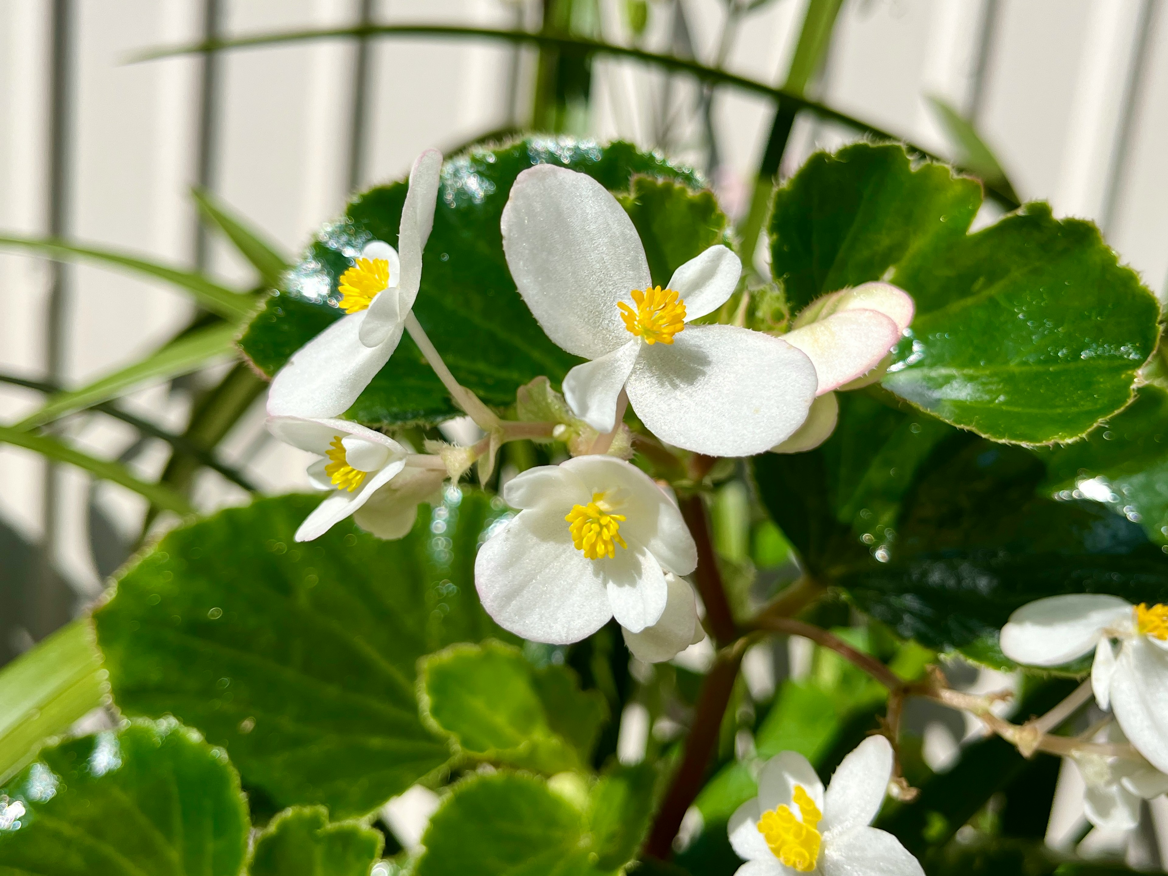 White begonia flowers with green leaves in natural light