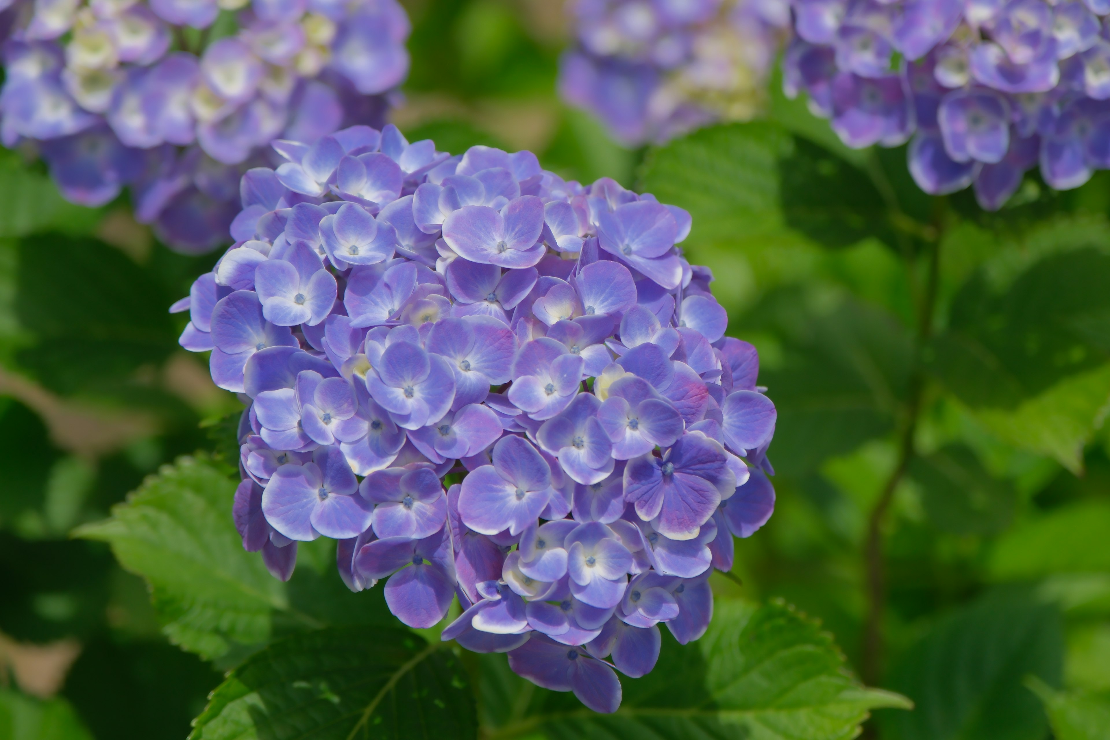 鮮やかな紫色のアジサイの花が咲いている