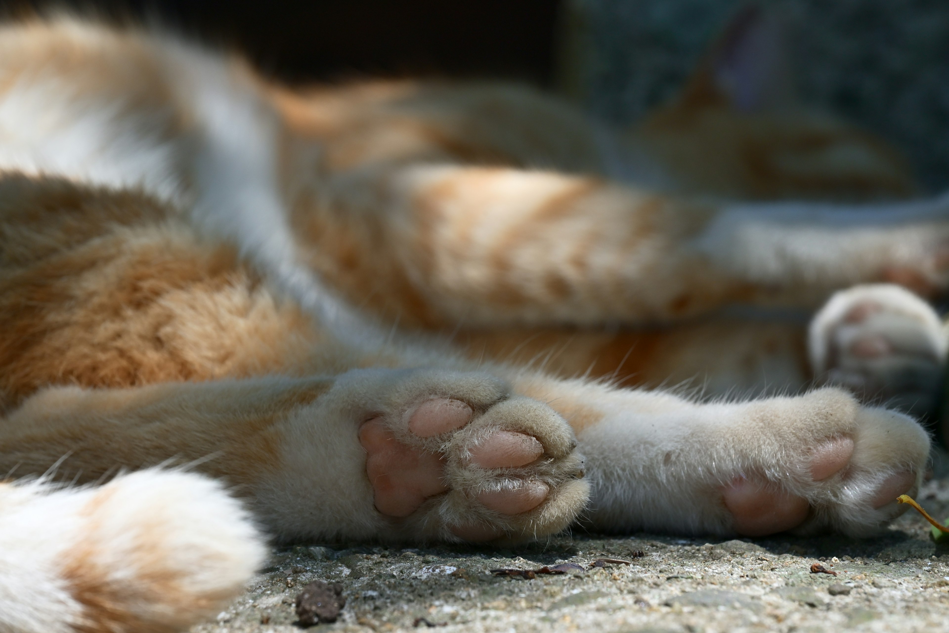 Patas de un gato naranja descansando en el suelo