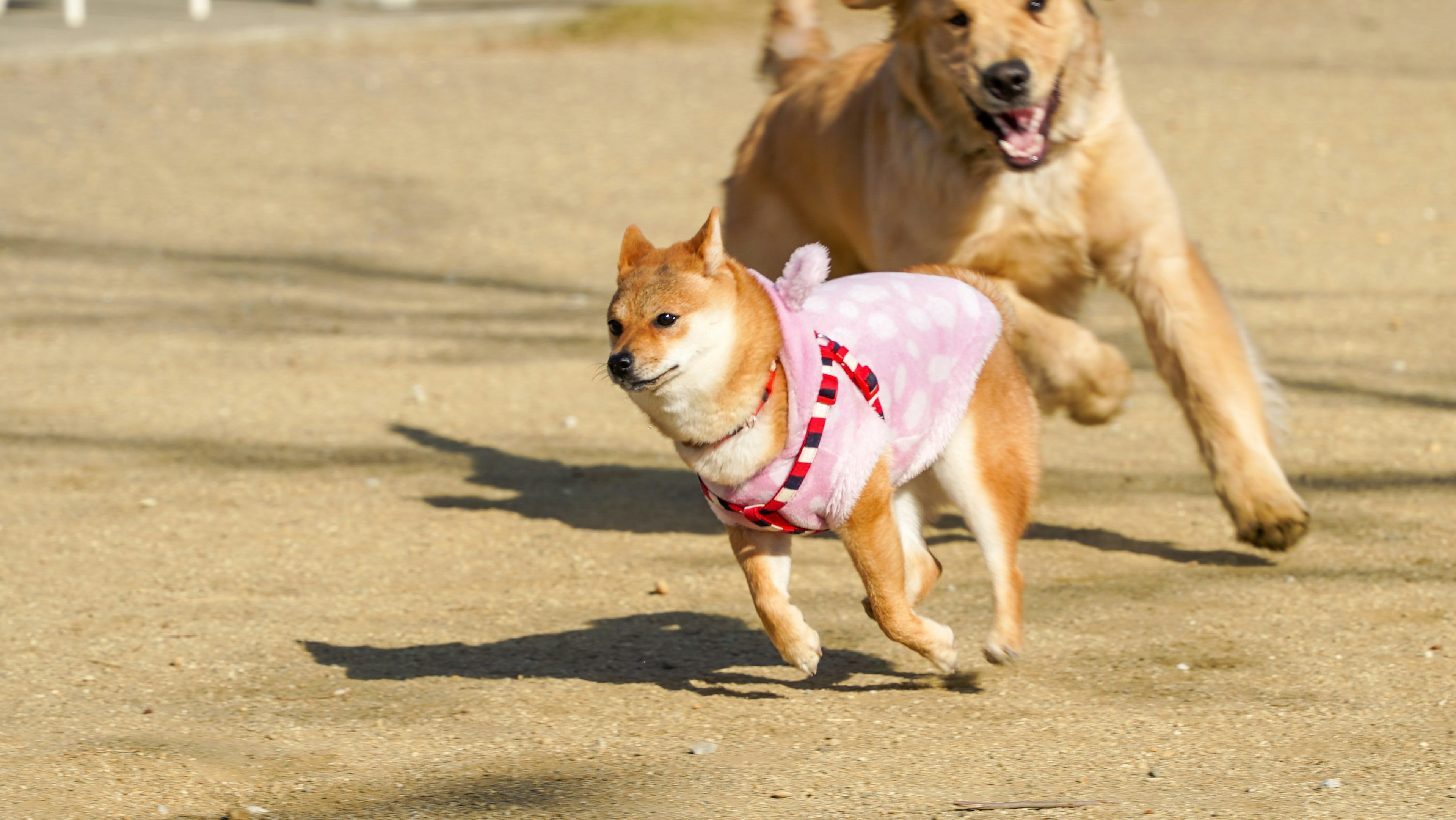 Chiens courant adorable Shiba Inu et Golden Retriever dans le sable du parc